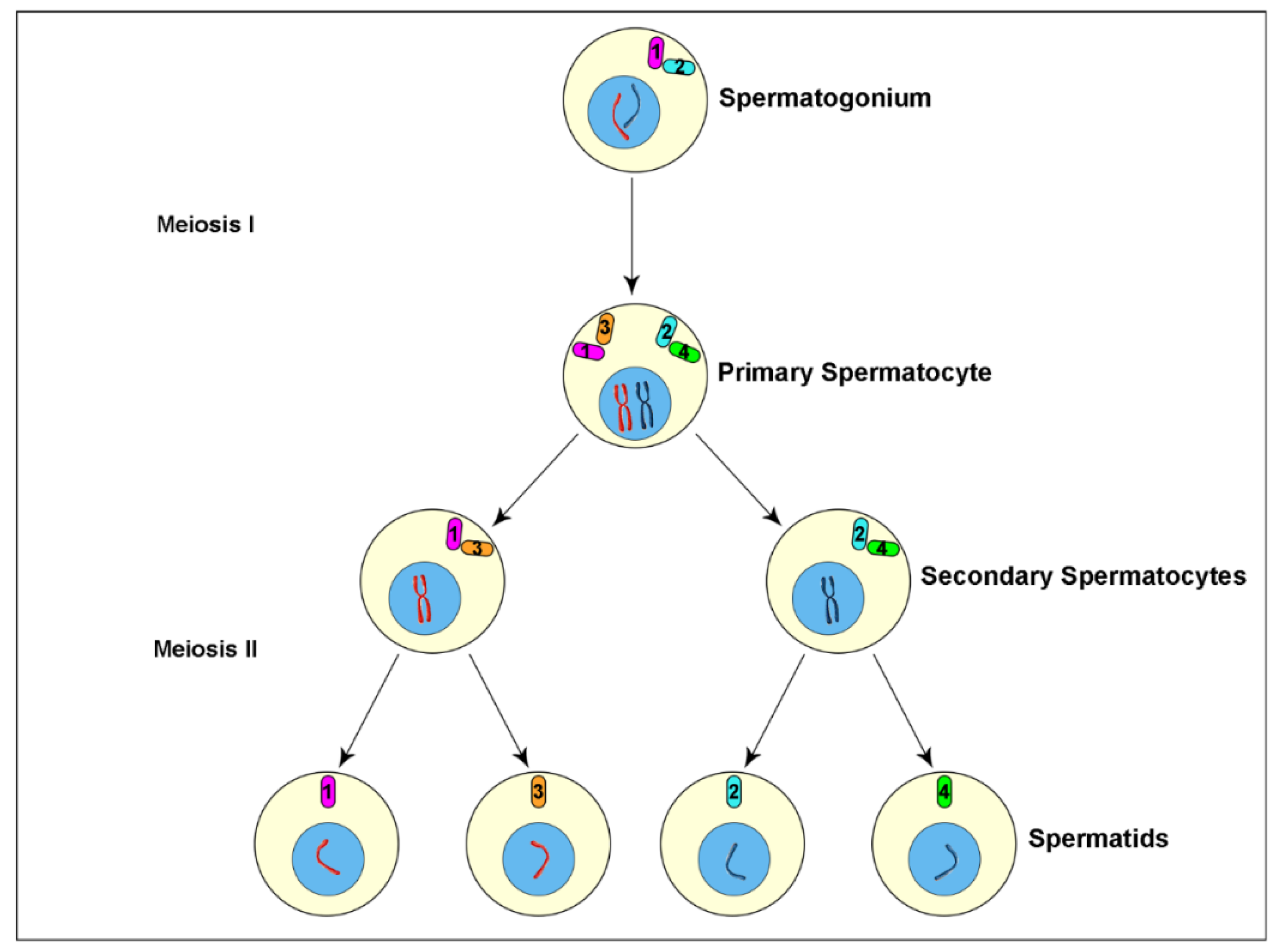 Cells 09 00744 g001