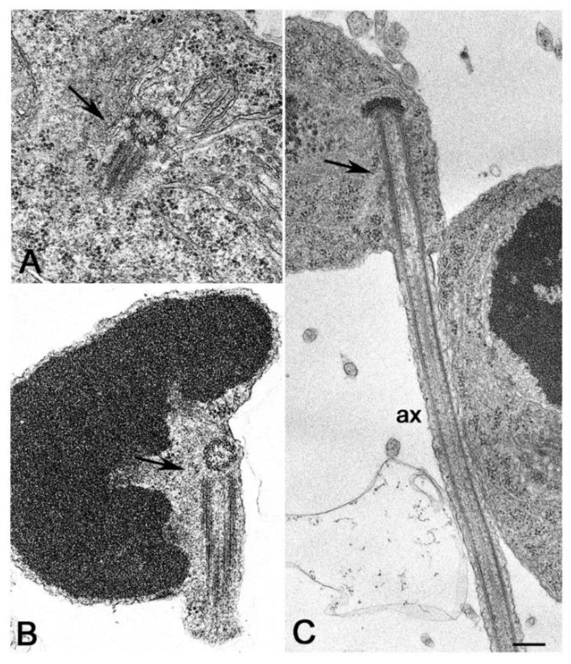 Cells 09 00744 g002