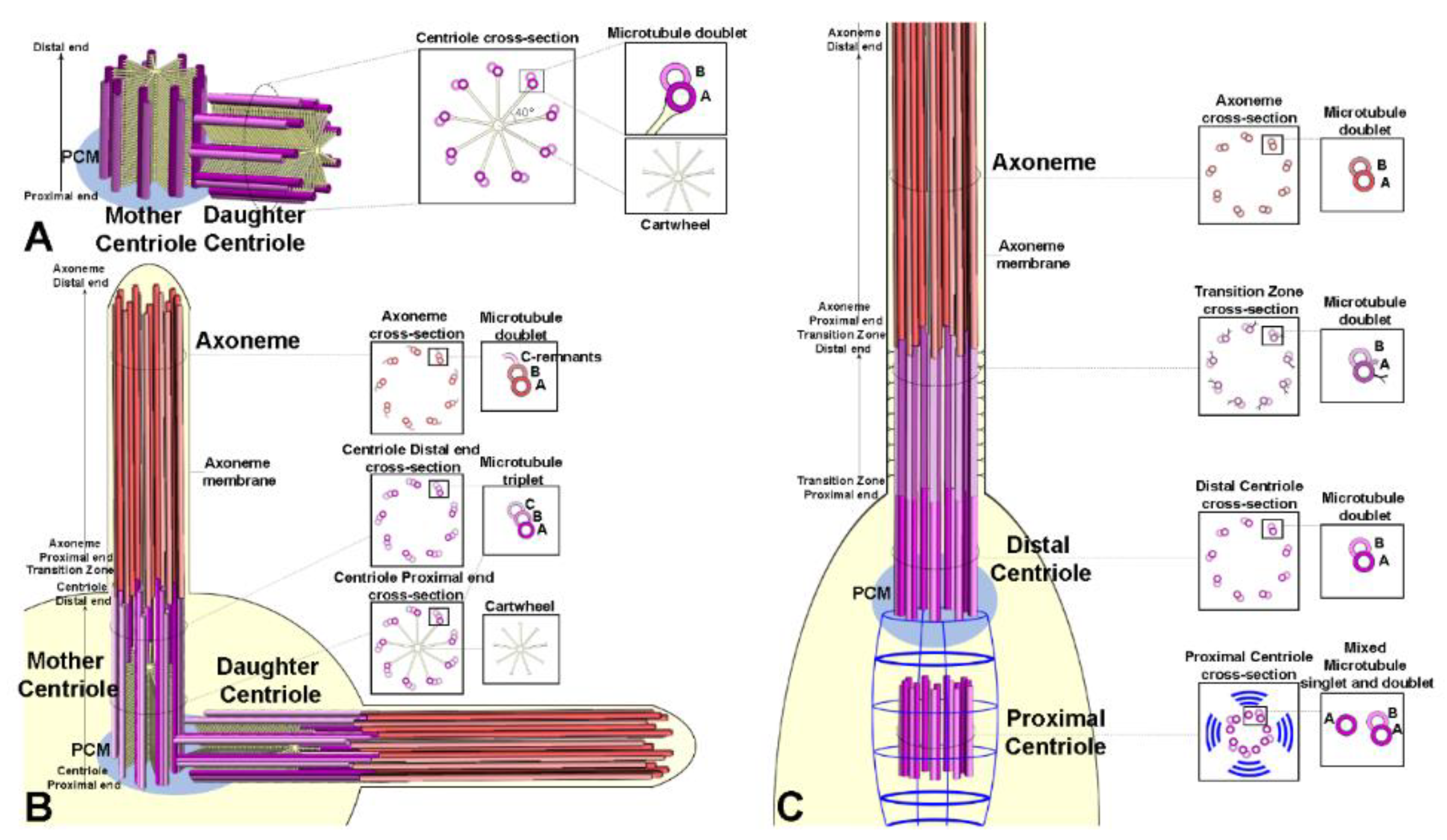 Cells 09 00744 g003