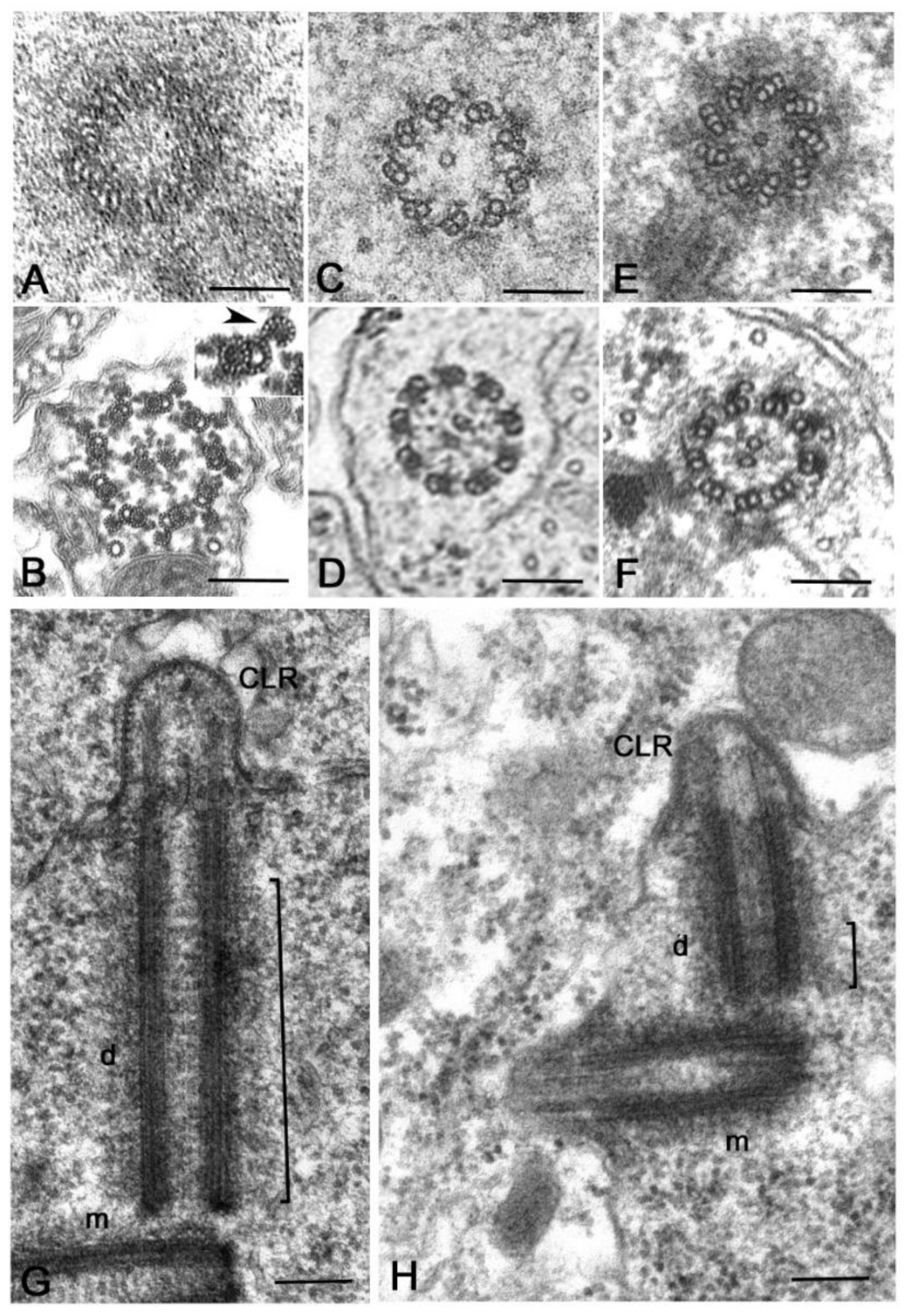 Cells 09 00744 g004