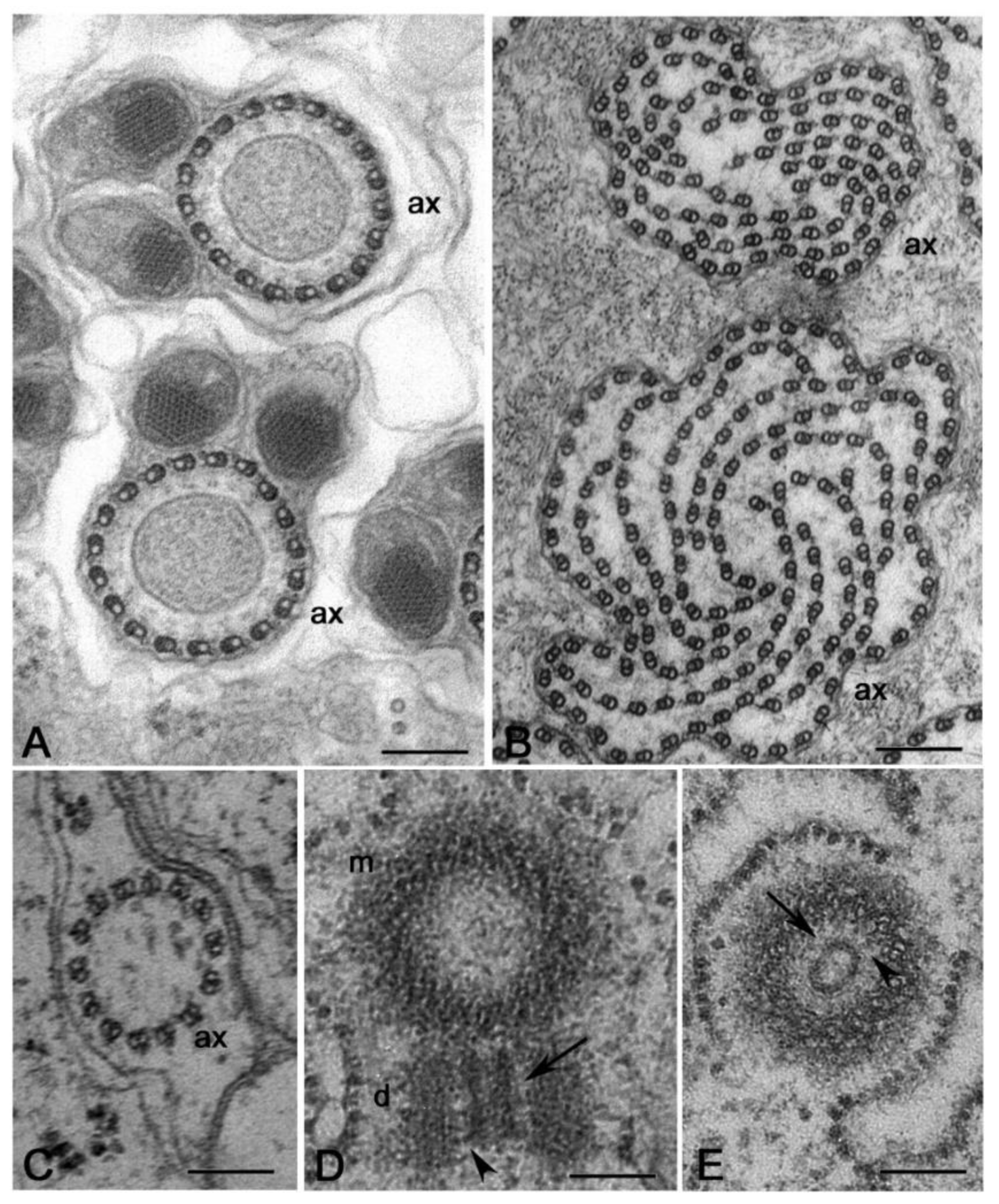 Cells 09 00744 g005