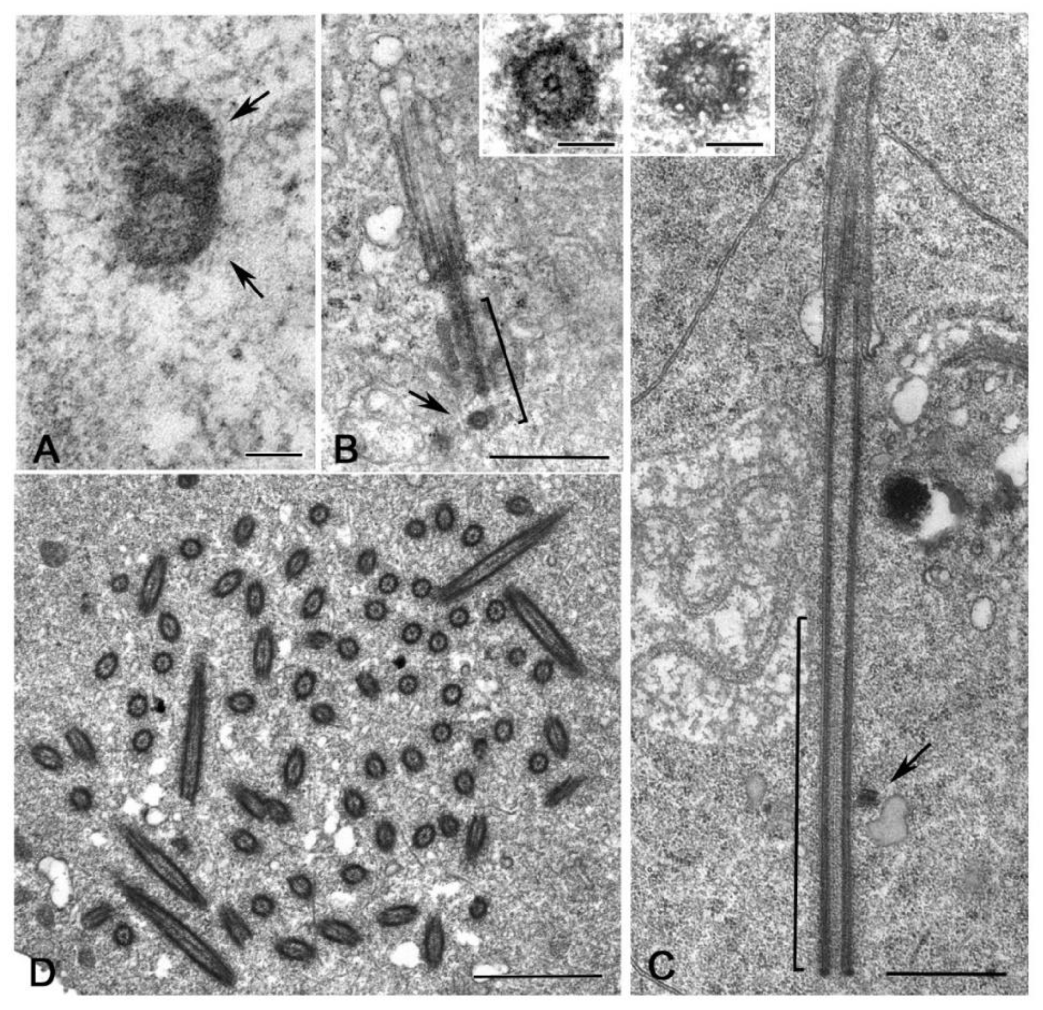 Cells 09 00744 g006