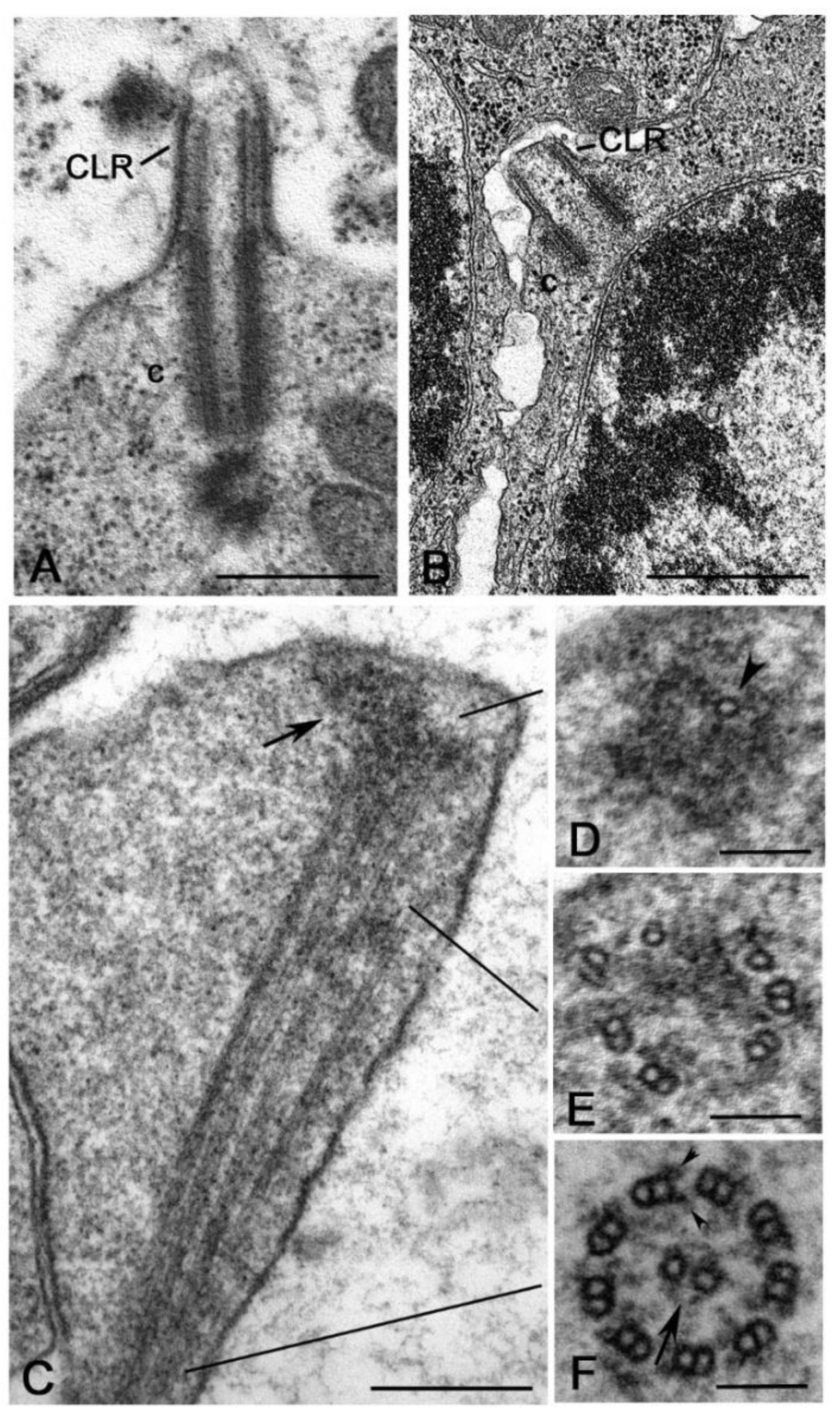 Cells 09 00744 g007