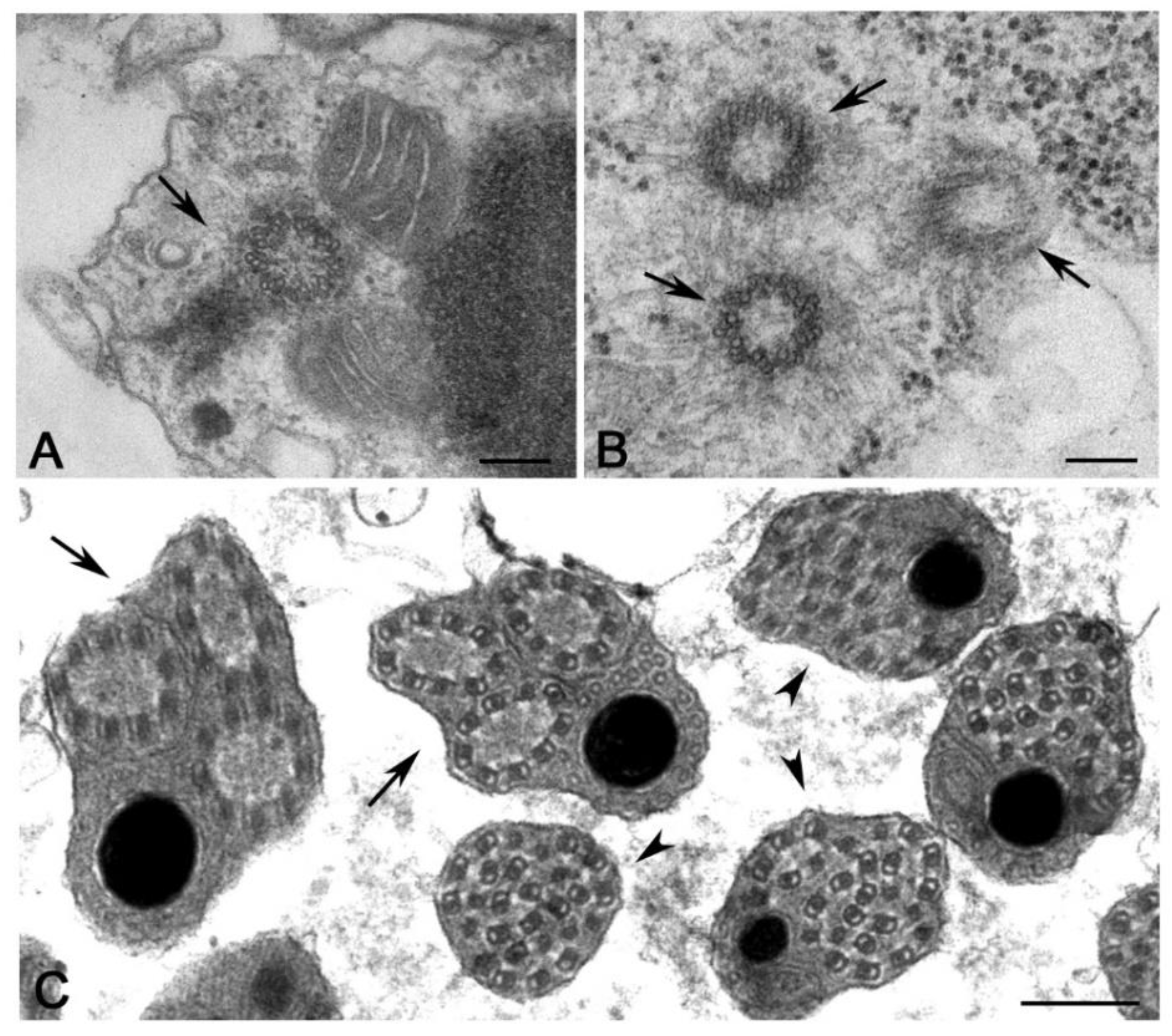 Cells 09 00744 g008