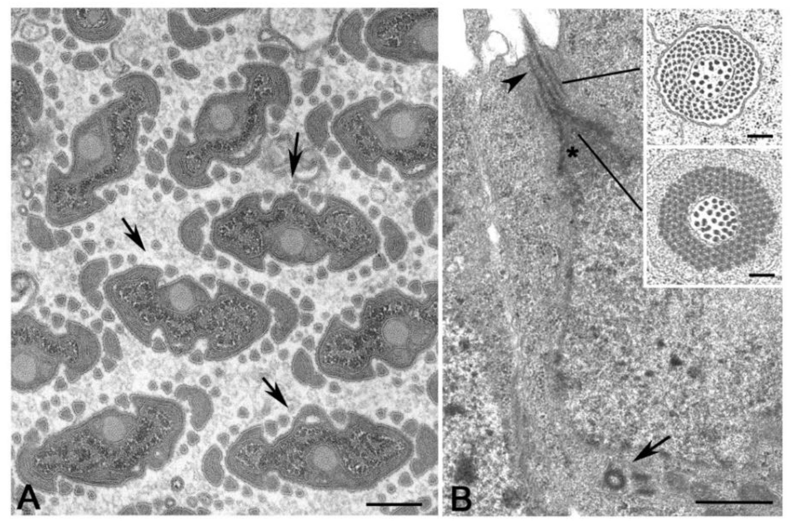Cells 09 00744 g009