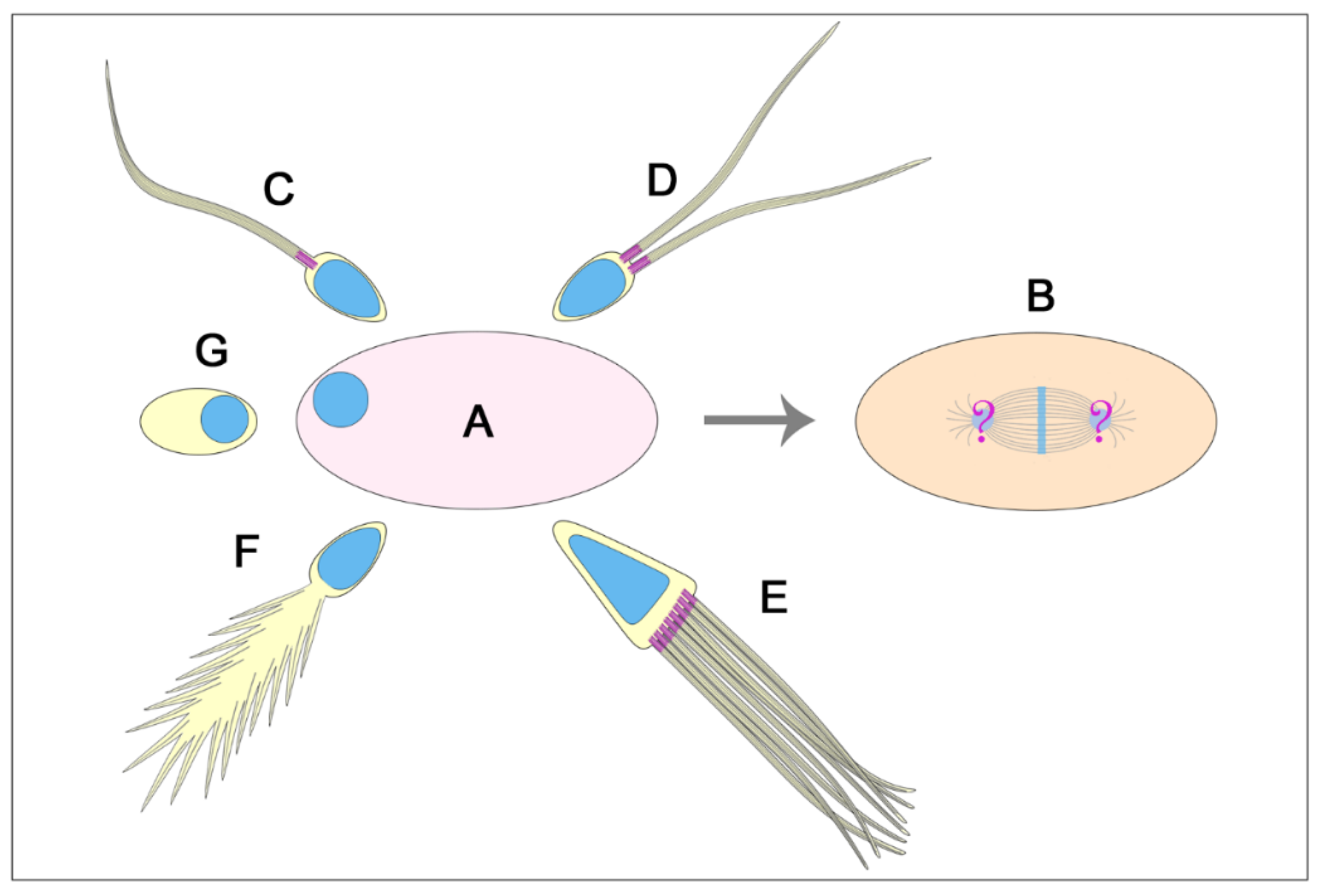 Cells 09 00744 g010