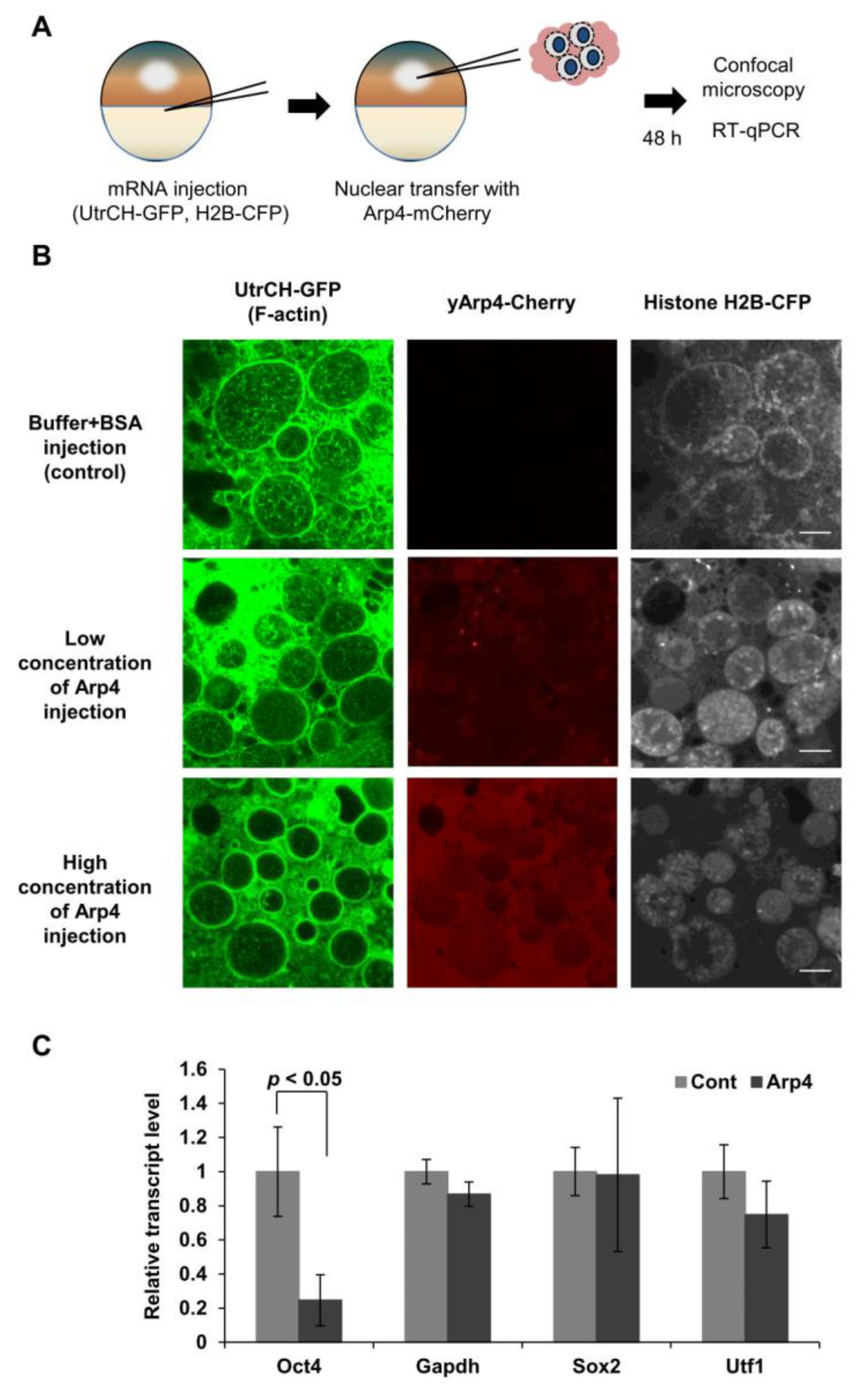 Cells 09 00758 g002 Cells 09 00758 g002