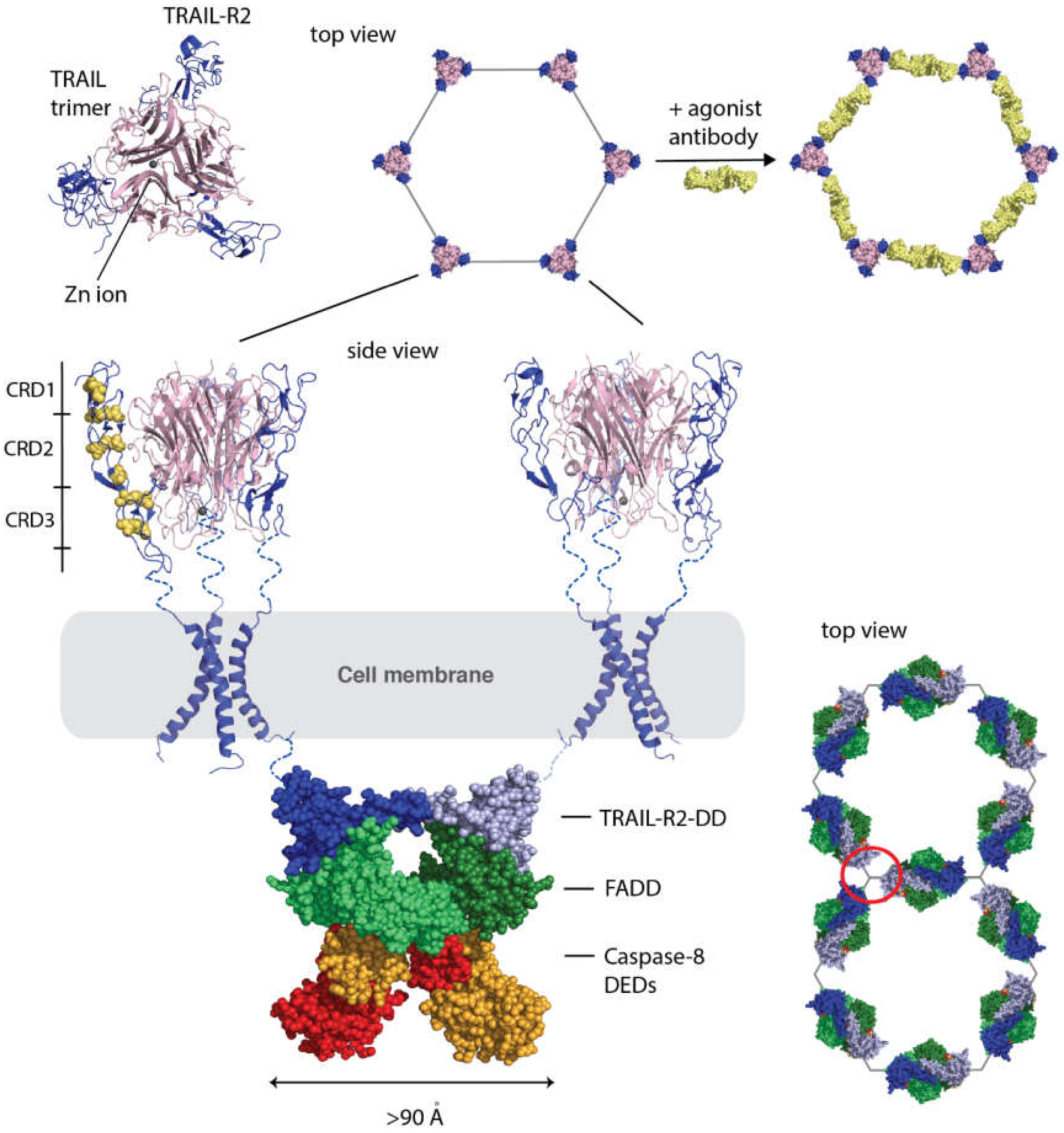 Cells 09 00764 g002 Cells 09 00764 g002