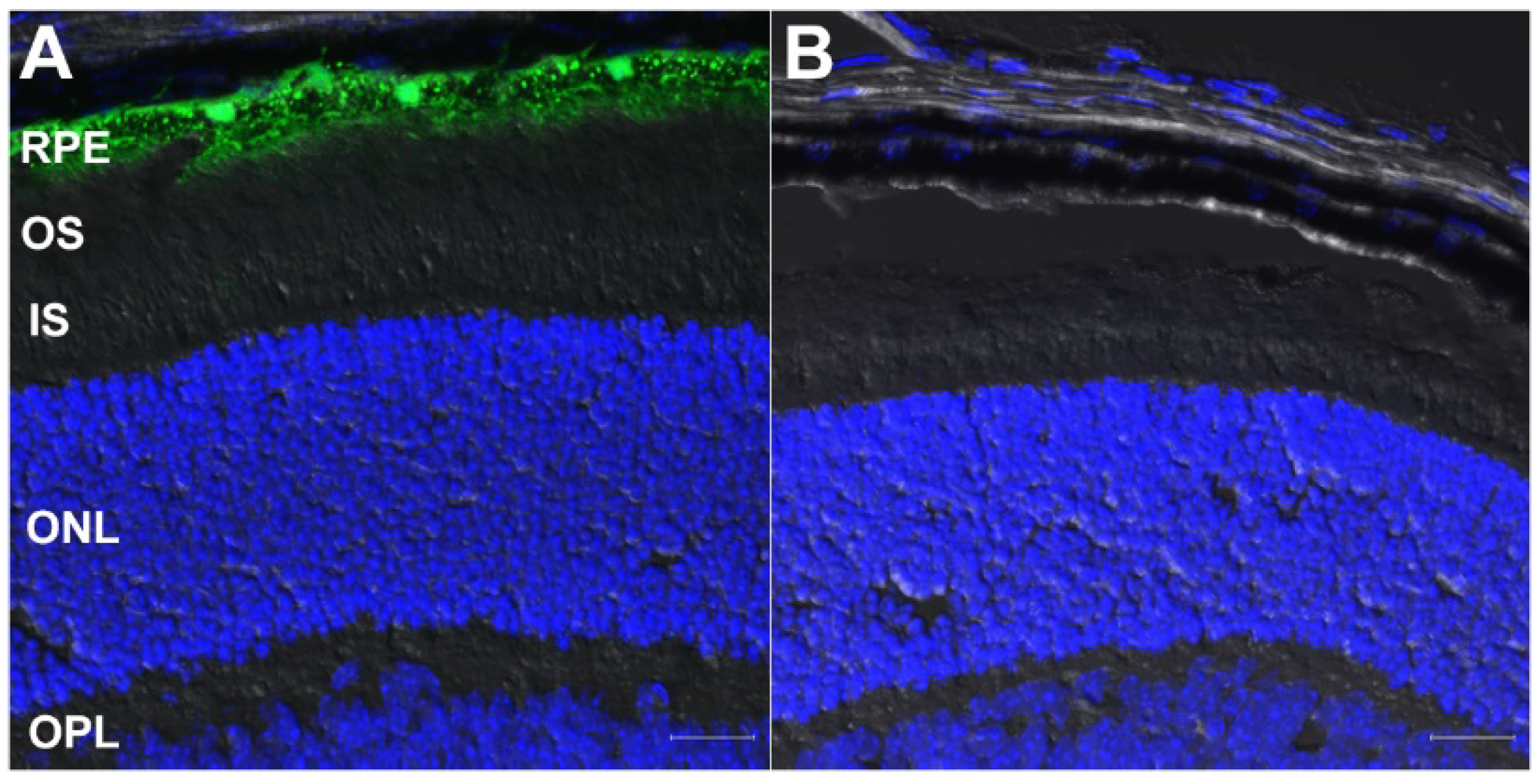 Cells 09 00771 g002 Cells 09 00771 g002