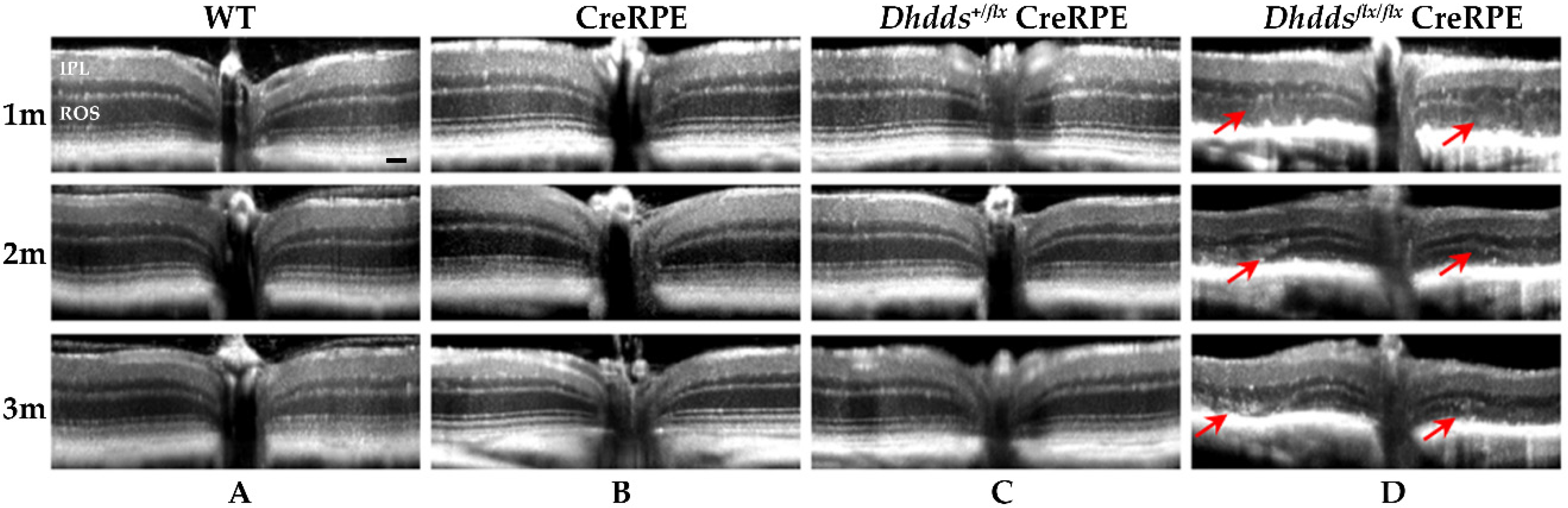 Cells 09 00771 g003 Cells 09 00771 g003