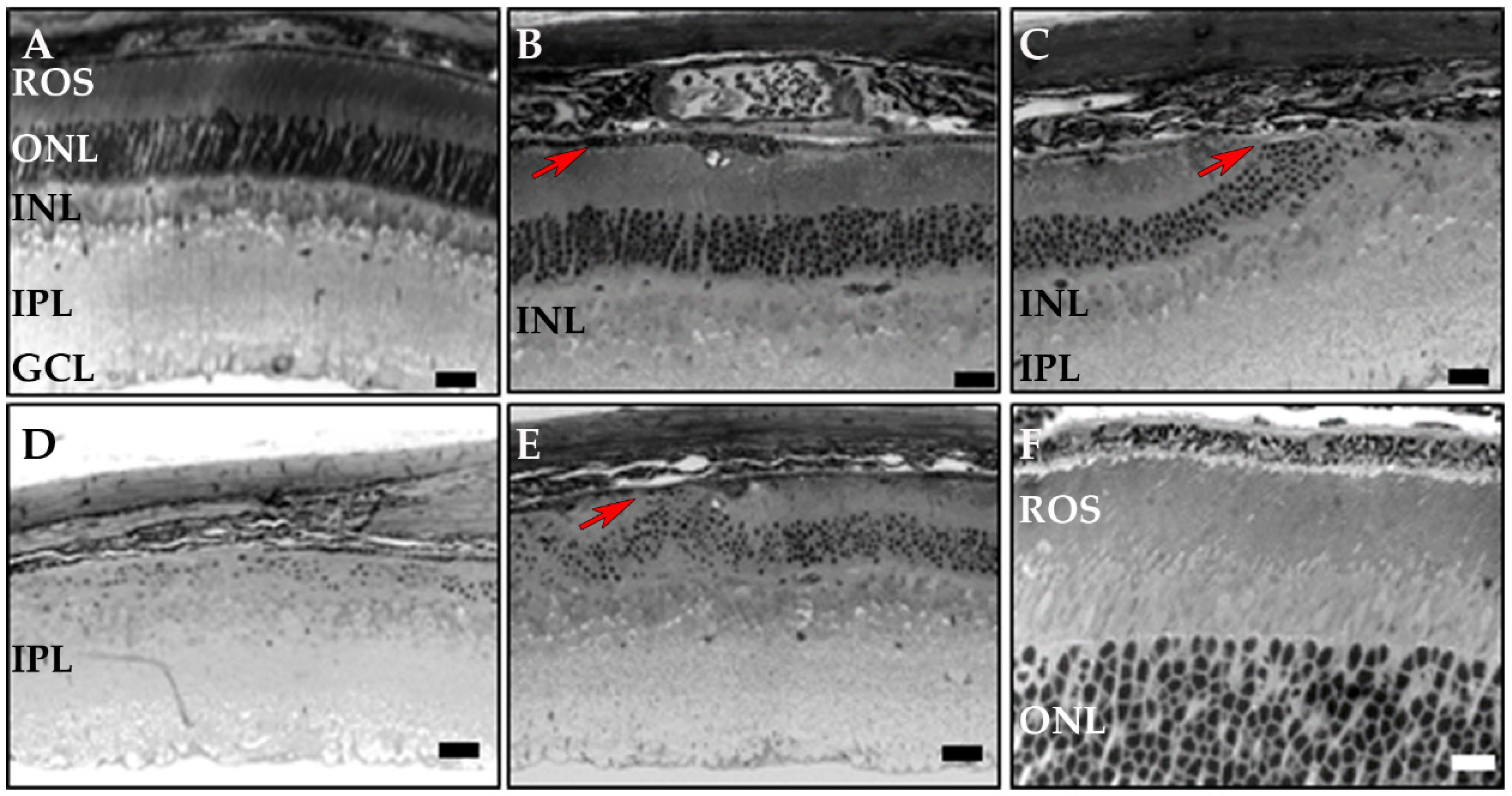Cells 09 00771 g005 Cells 09 00771 g005