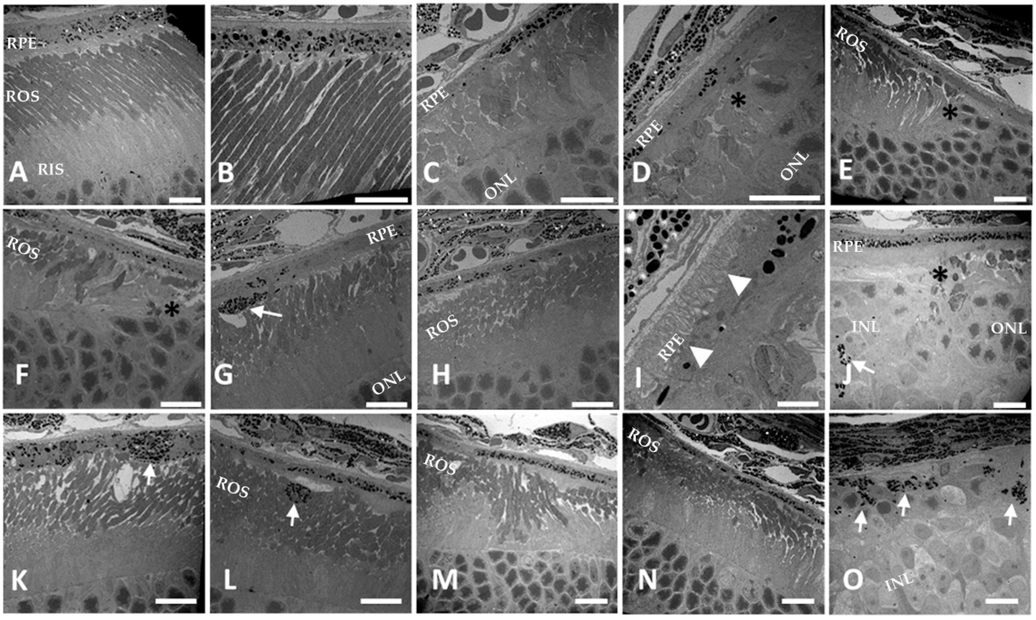 Cells 09 00771 g006 Cells 09 00771 g006