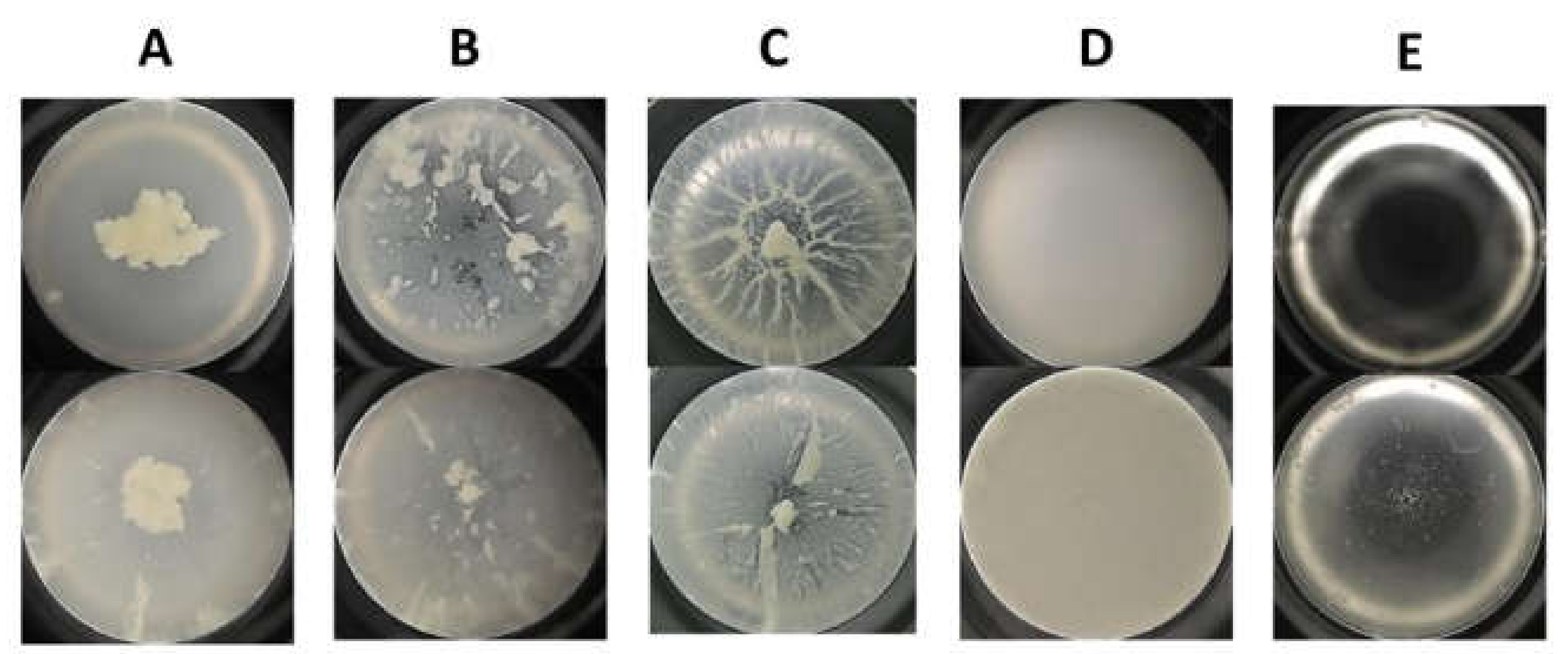 Cells 09 00788 g002 Cells 09 00788 g002