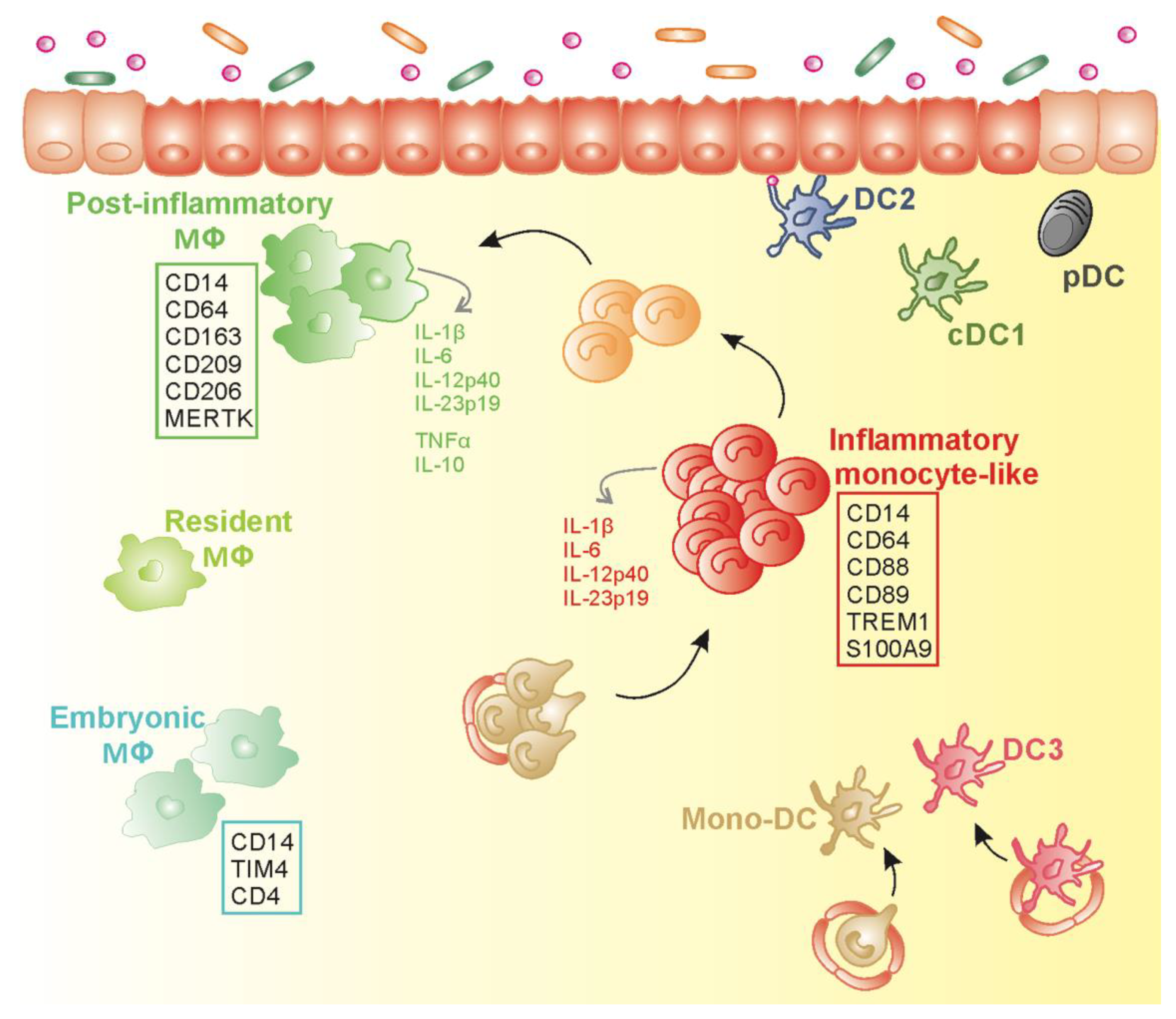 Cells 09 00813 g004 Cells 09 00813 g004