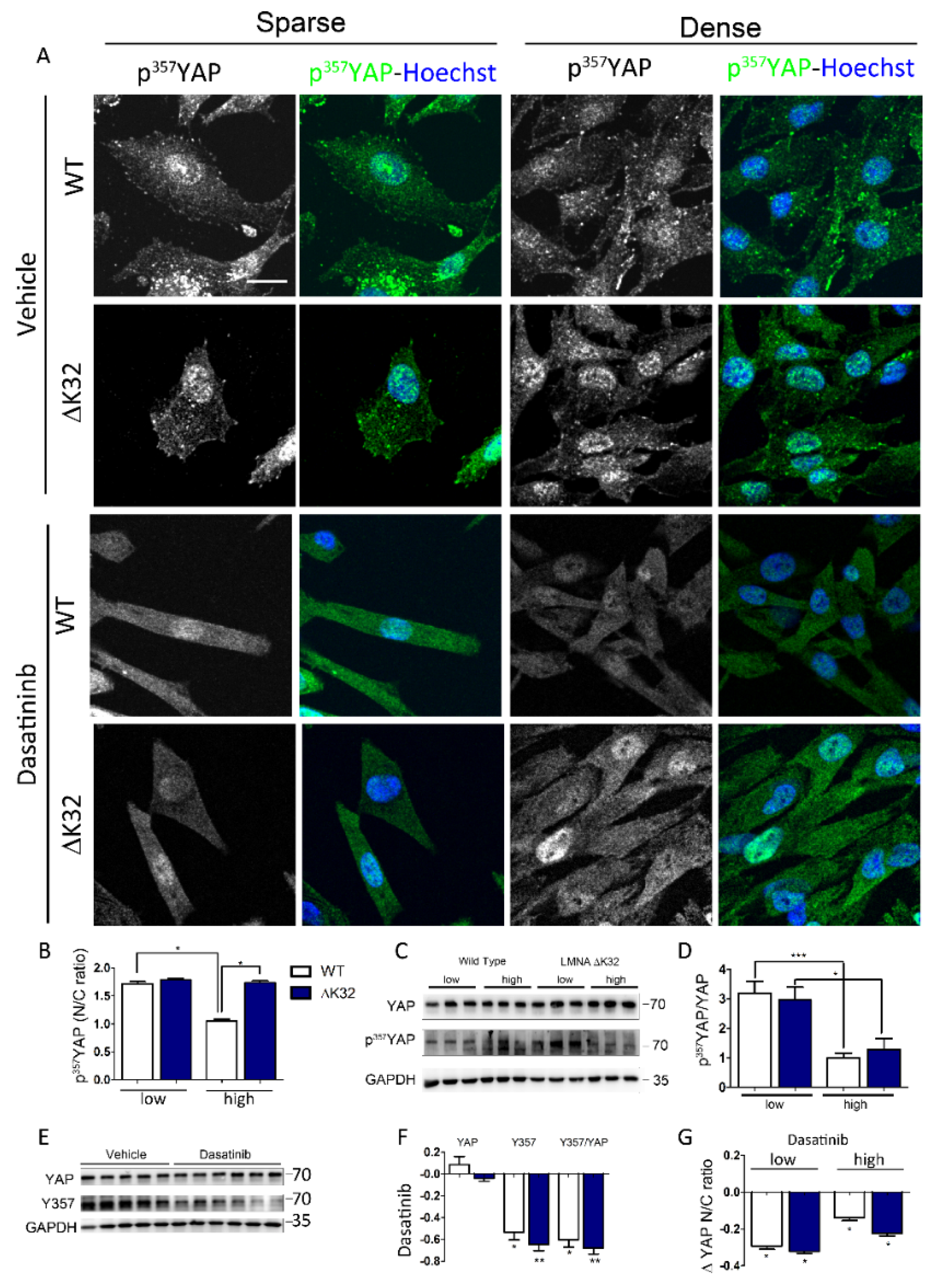 Cells 09 00816 g003 Cells 09 00816 g003