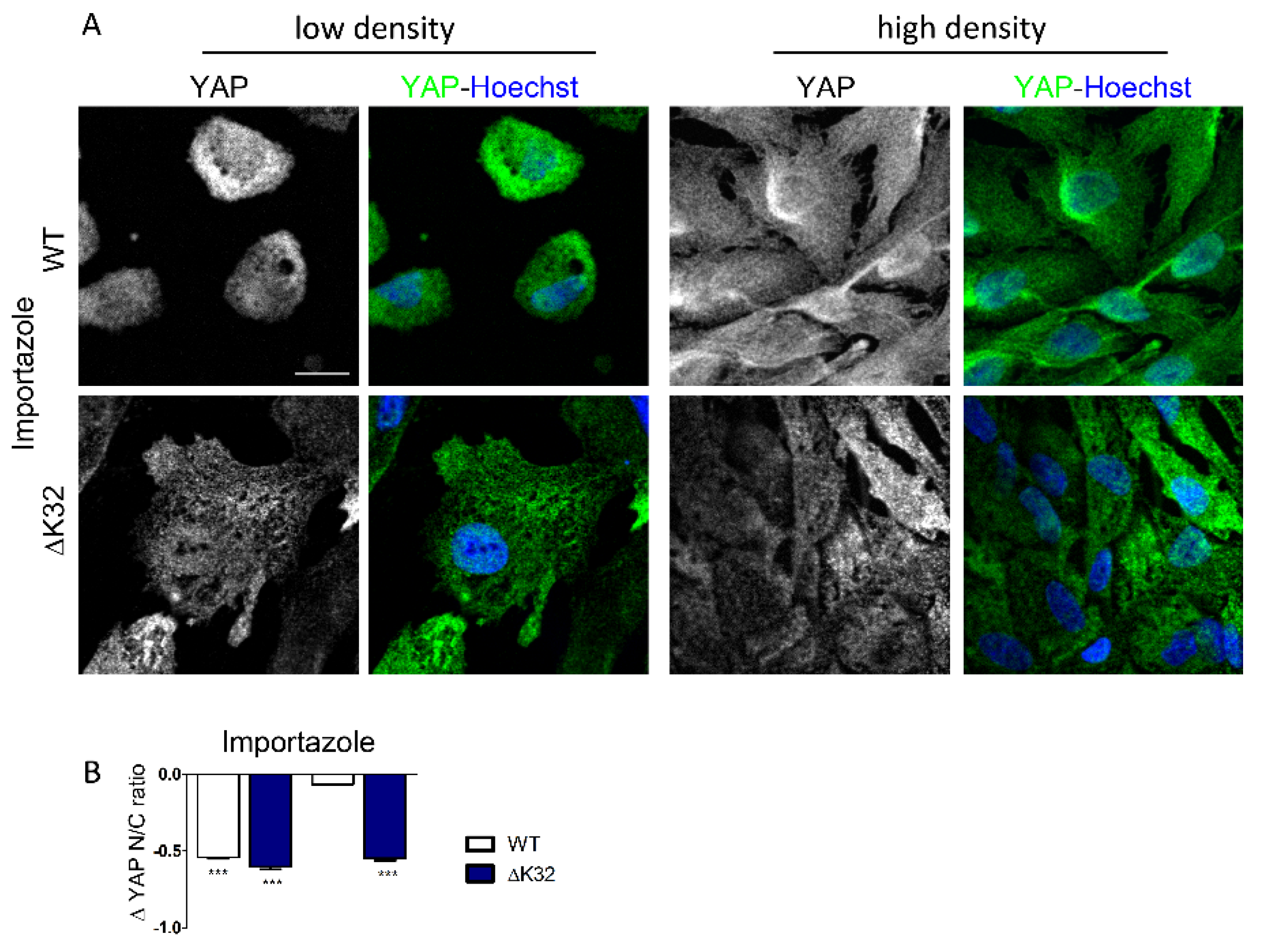 Cells 09 00816 g004 Cells 09 00816 g004