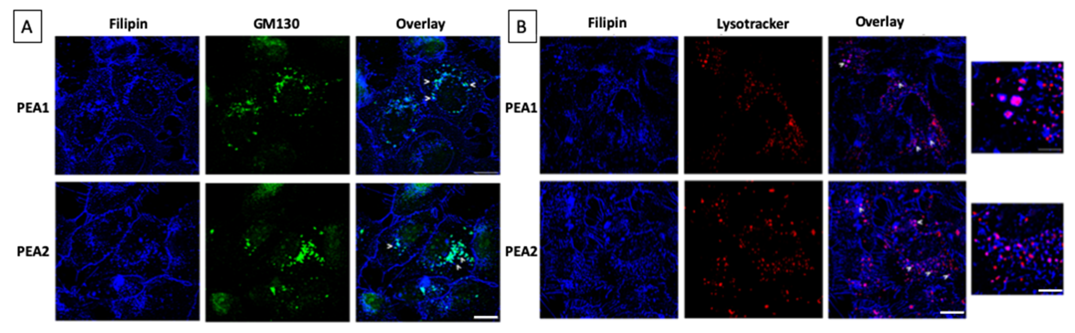 Cells 09 00828 g004 Cells 09 00828 g004