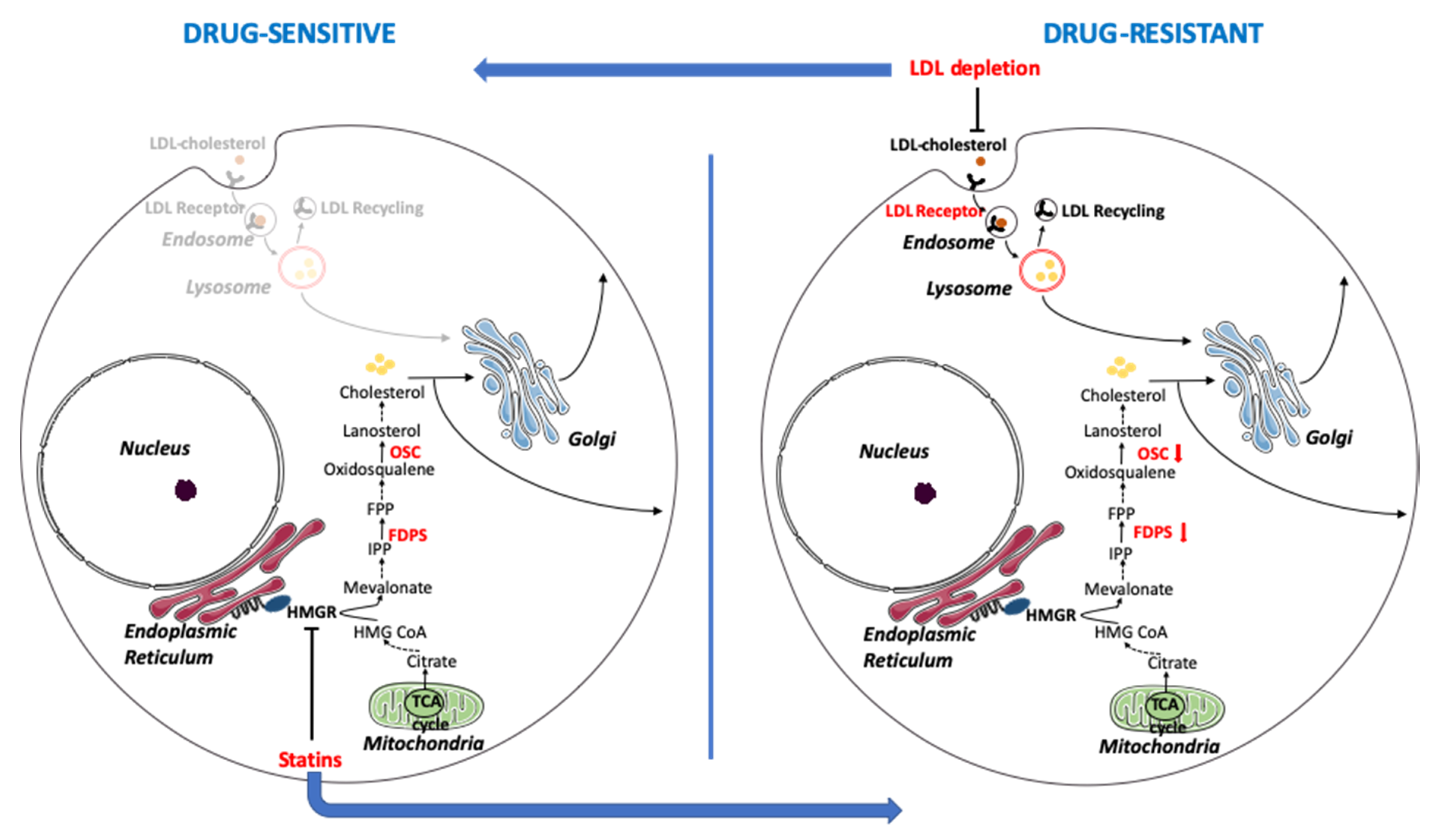 Cells 09 00828 g007 Cells 09 00828 g007