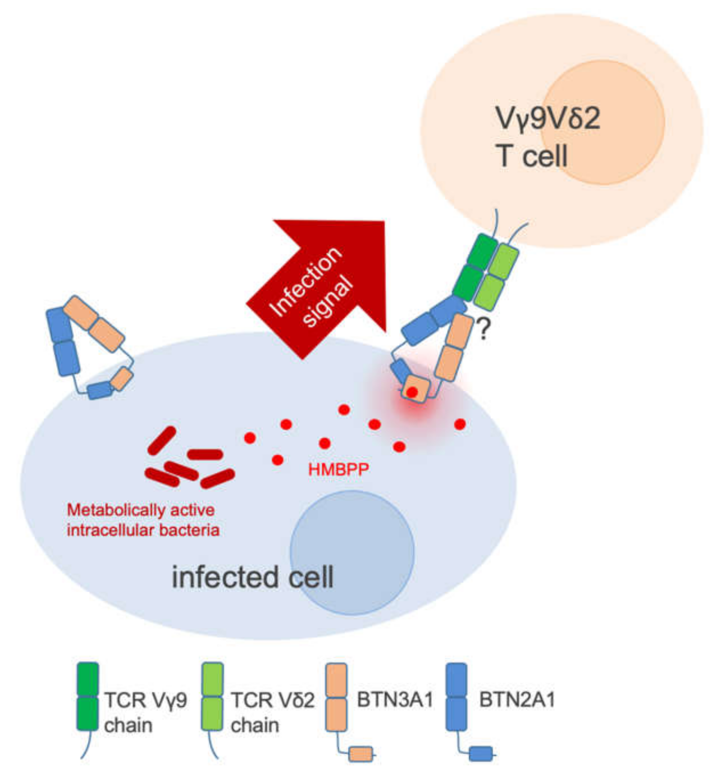 Cells 09 00829 g001 Cells 09 00829 g001