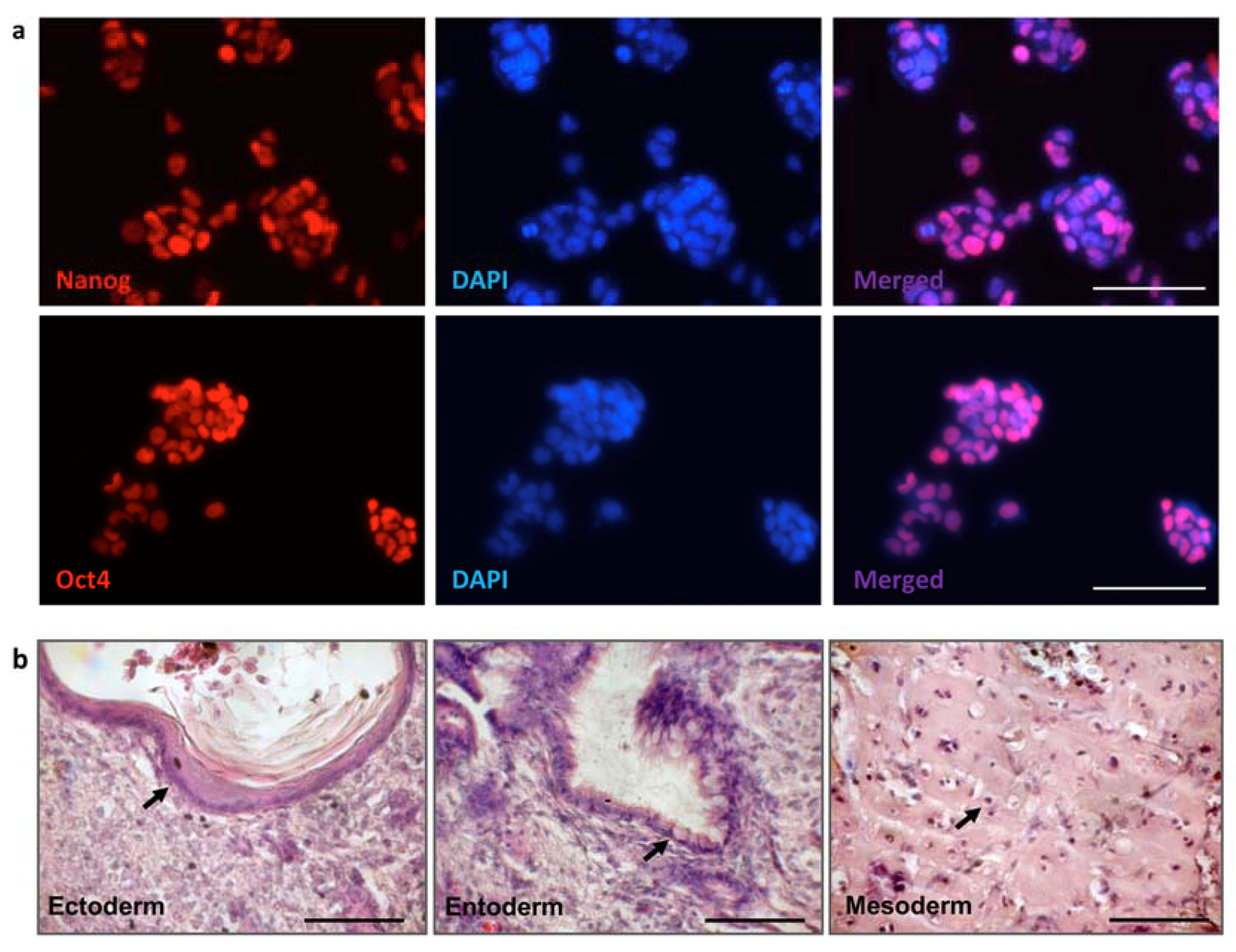 Cells 09 00879 g003 Cells 09 00879 g003