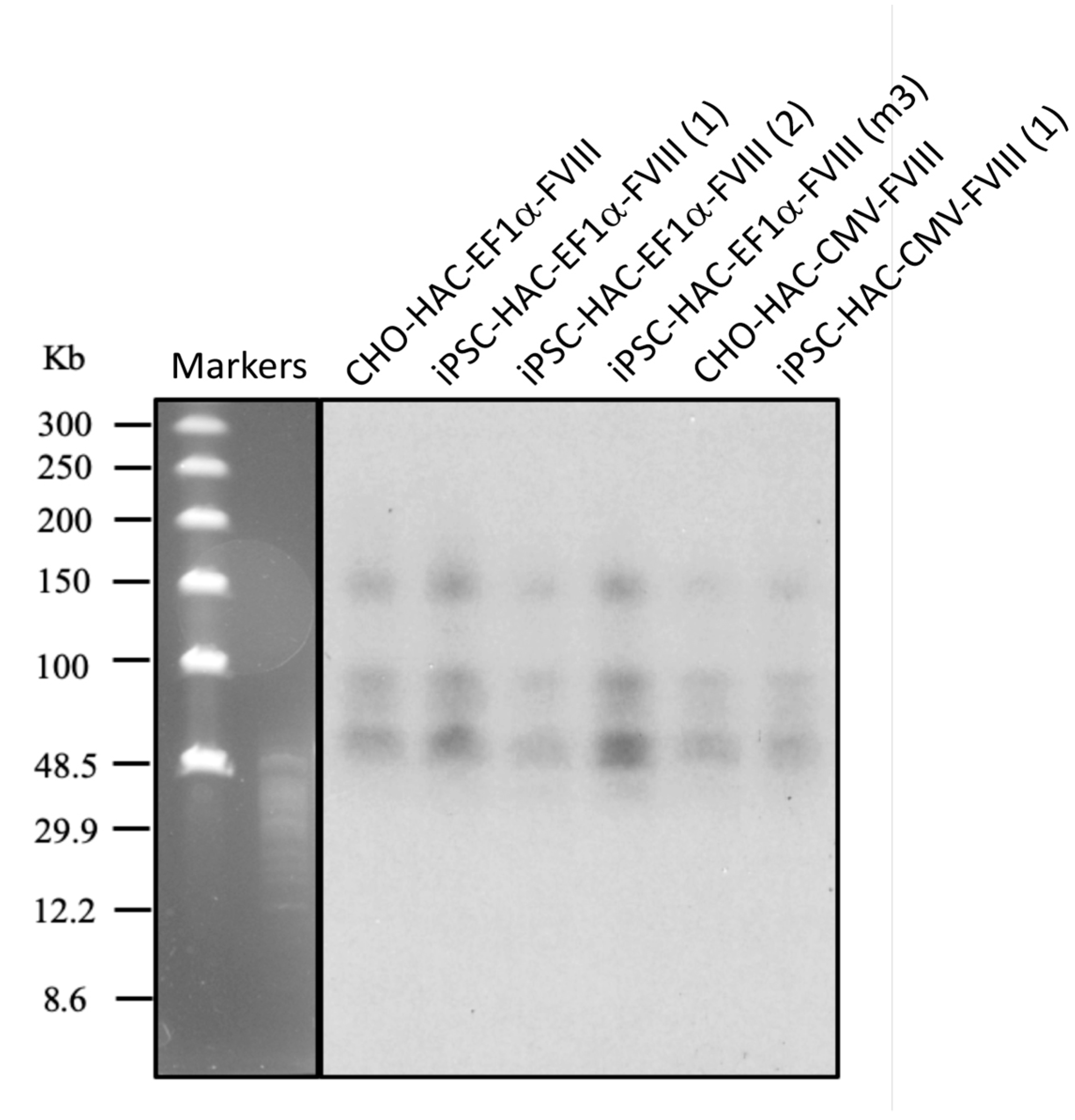 Cells 09 00879 g006 Cells 09 00879 g006