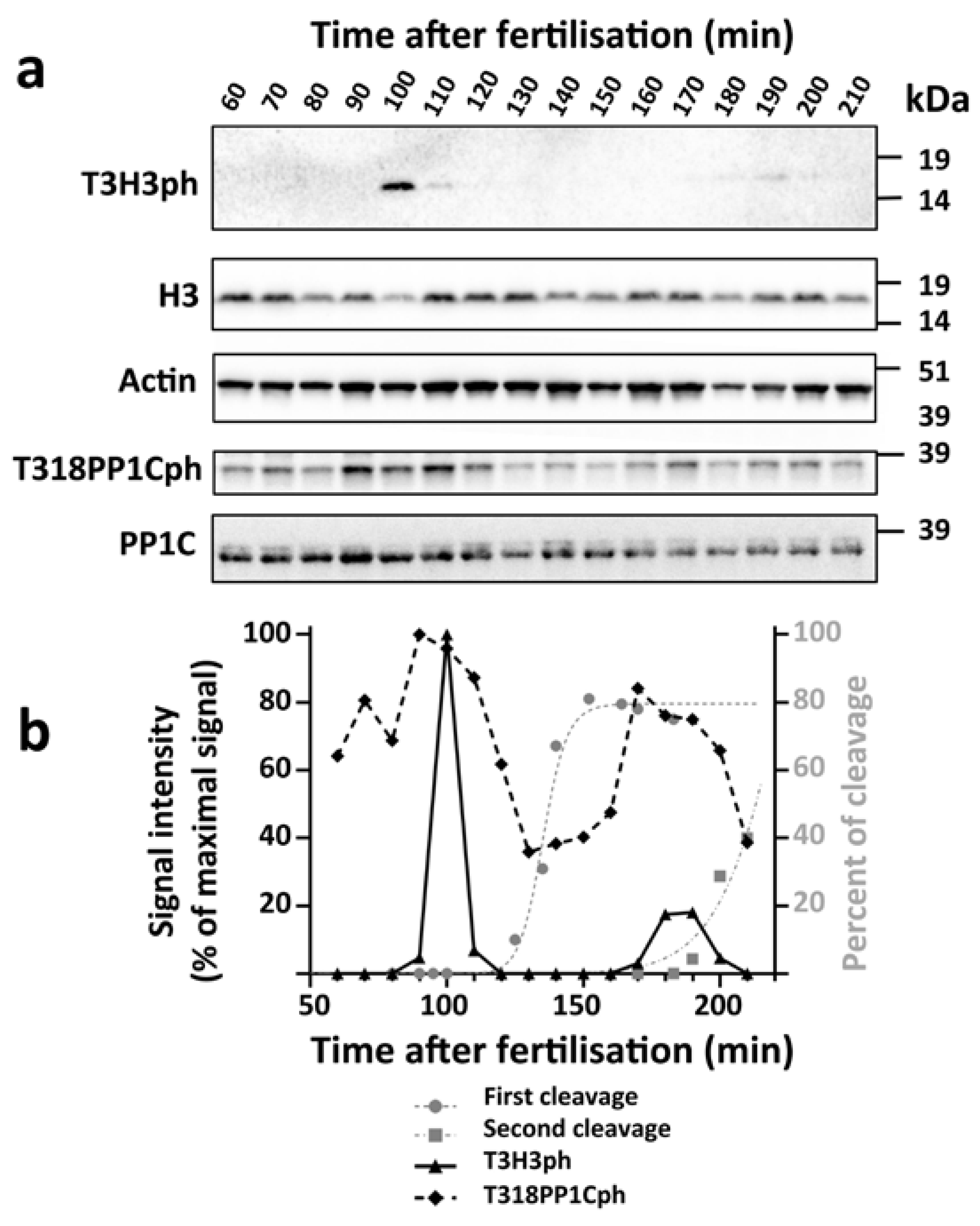 Cells 09 00898 g001 Cells 09 00898 g001