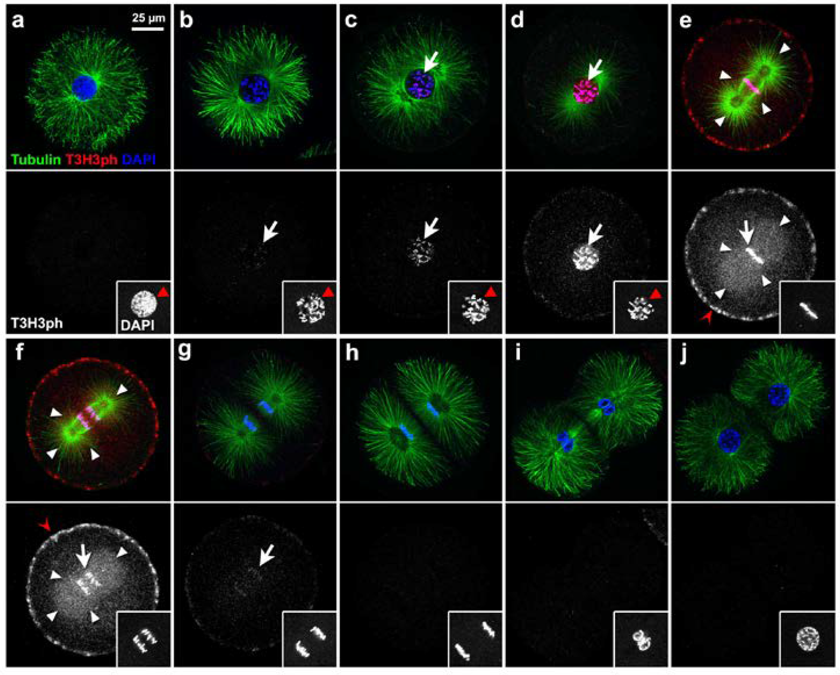 Cells 09 00898 g002 Cells 09 00898 g002