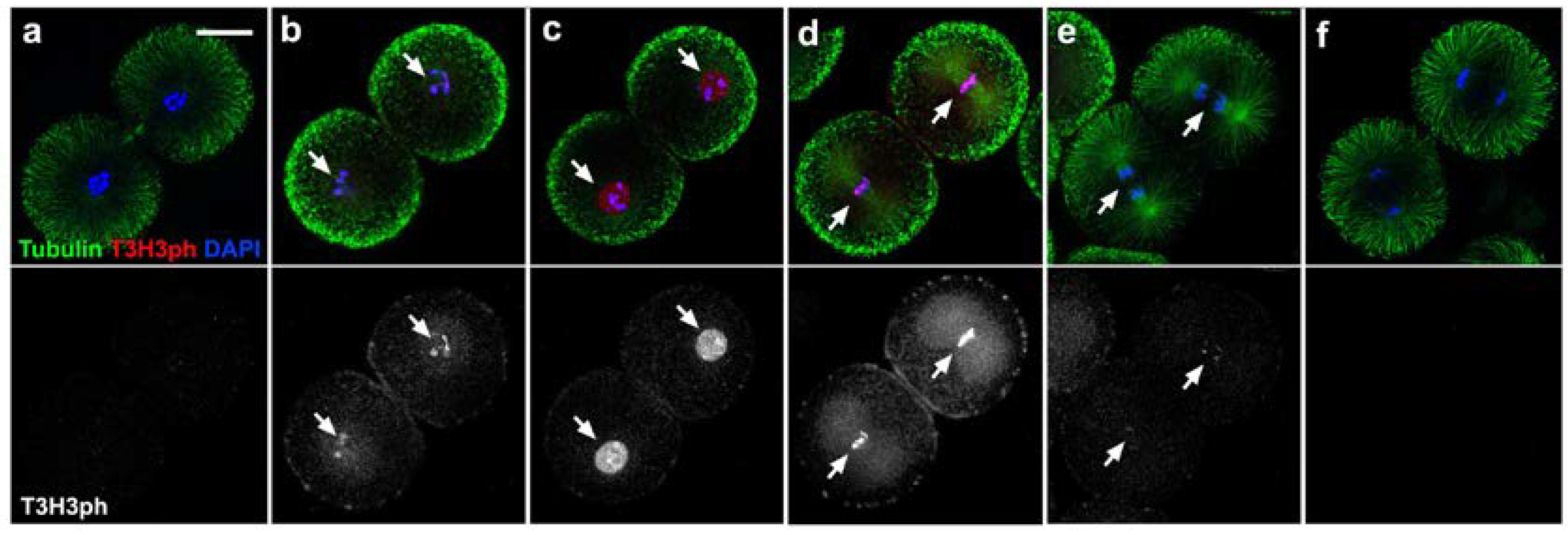 Cells 09 00898 g003 Cells 09 00898 g003