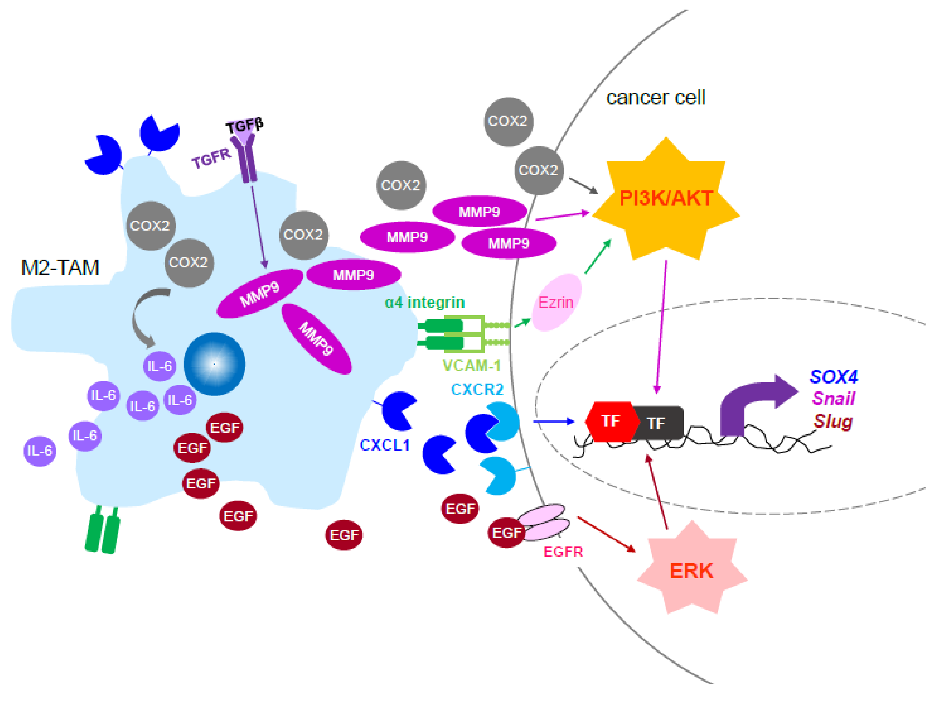 Cells 09 00919 g002