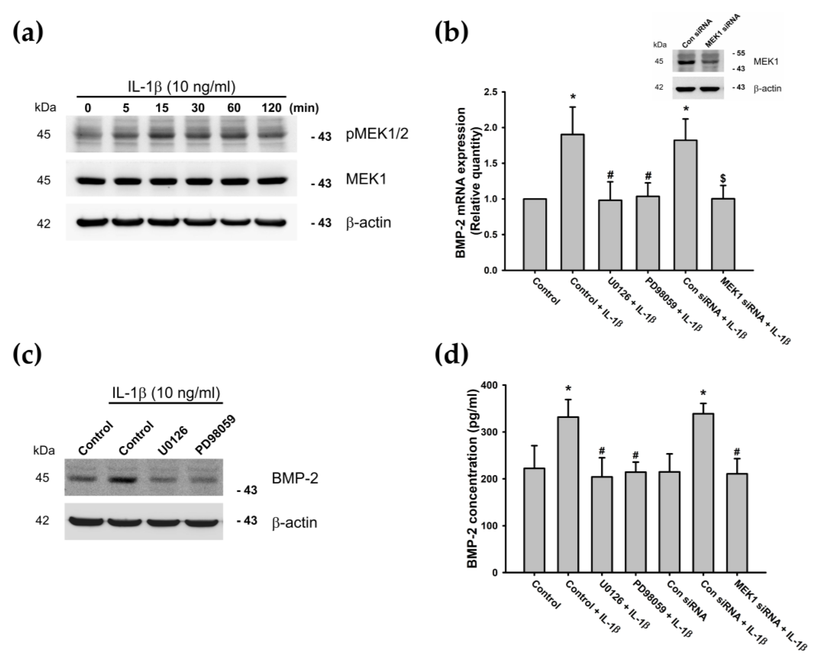 Cells 09 00927 g003 Cells 09 00927 g003