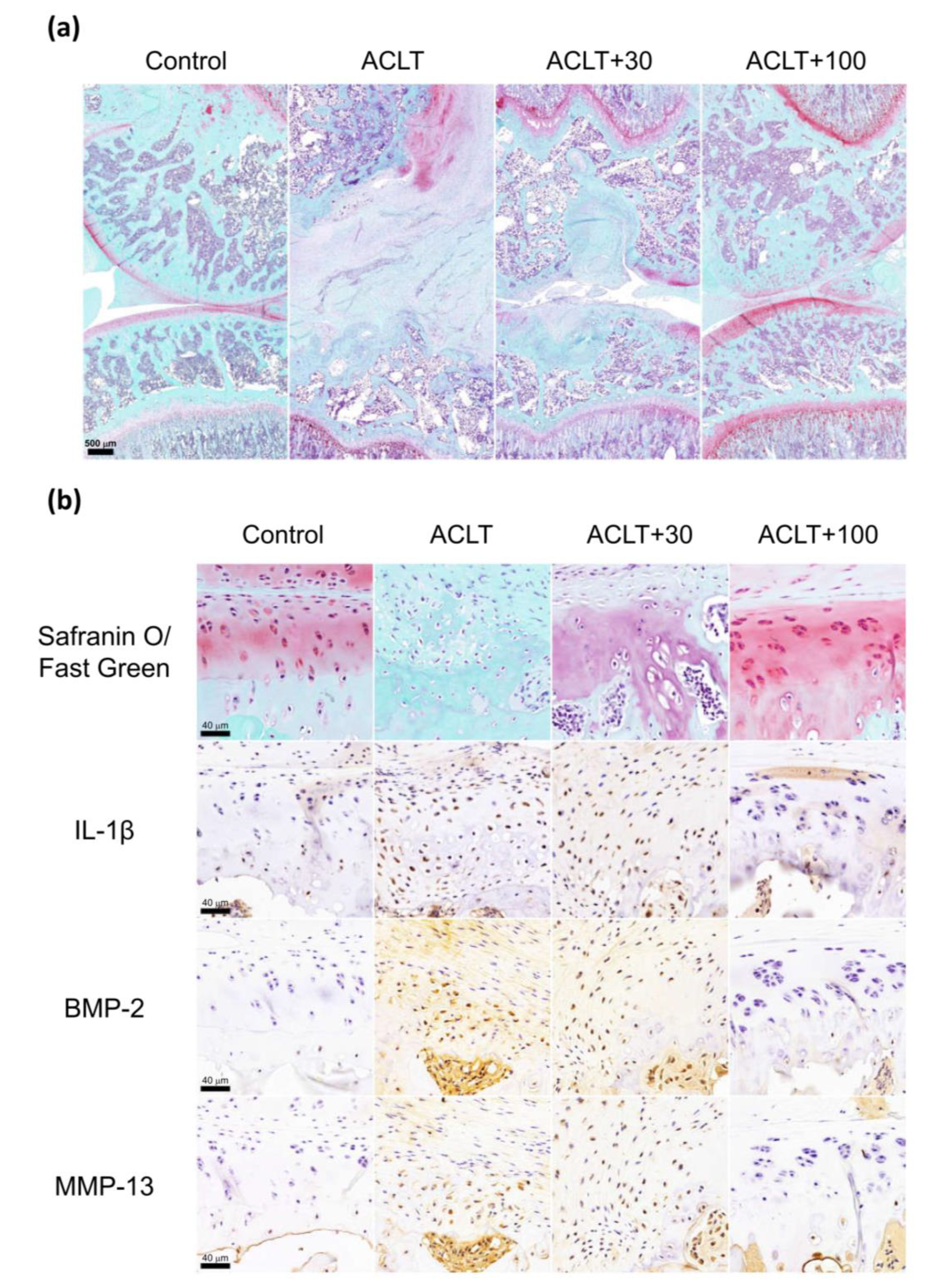 Cells 09 00927 g007 Cells 09 00927 g007