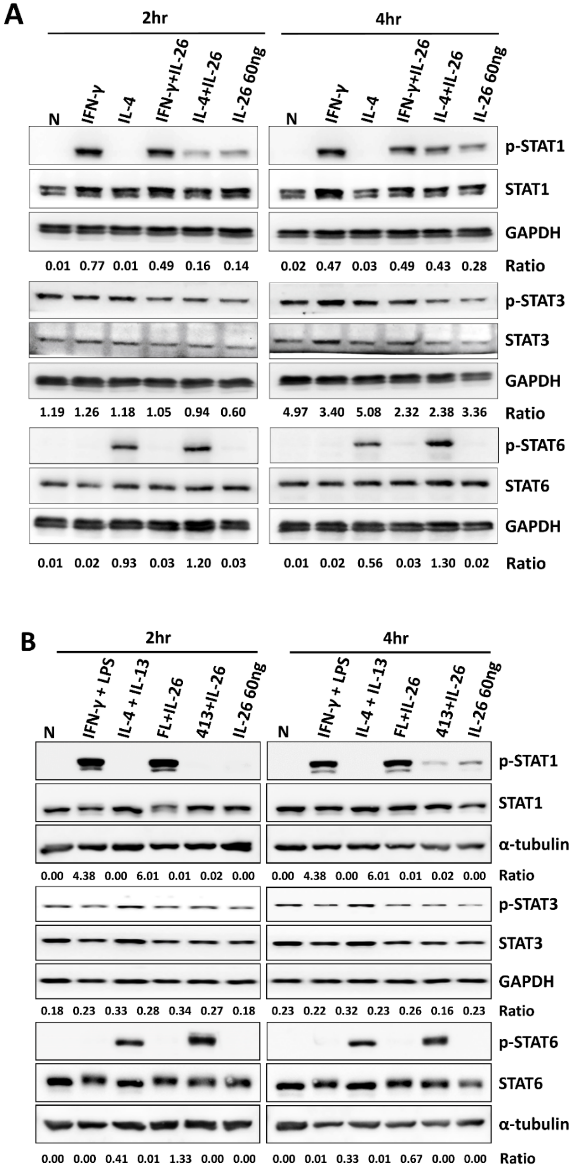Cells 09 00938 g004 Cells 09 00938 g004