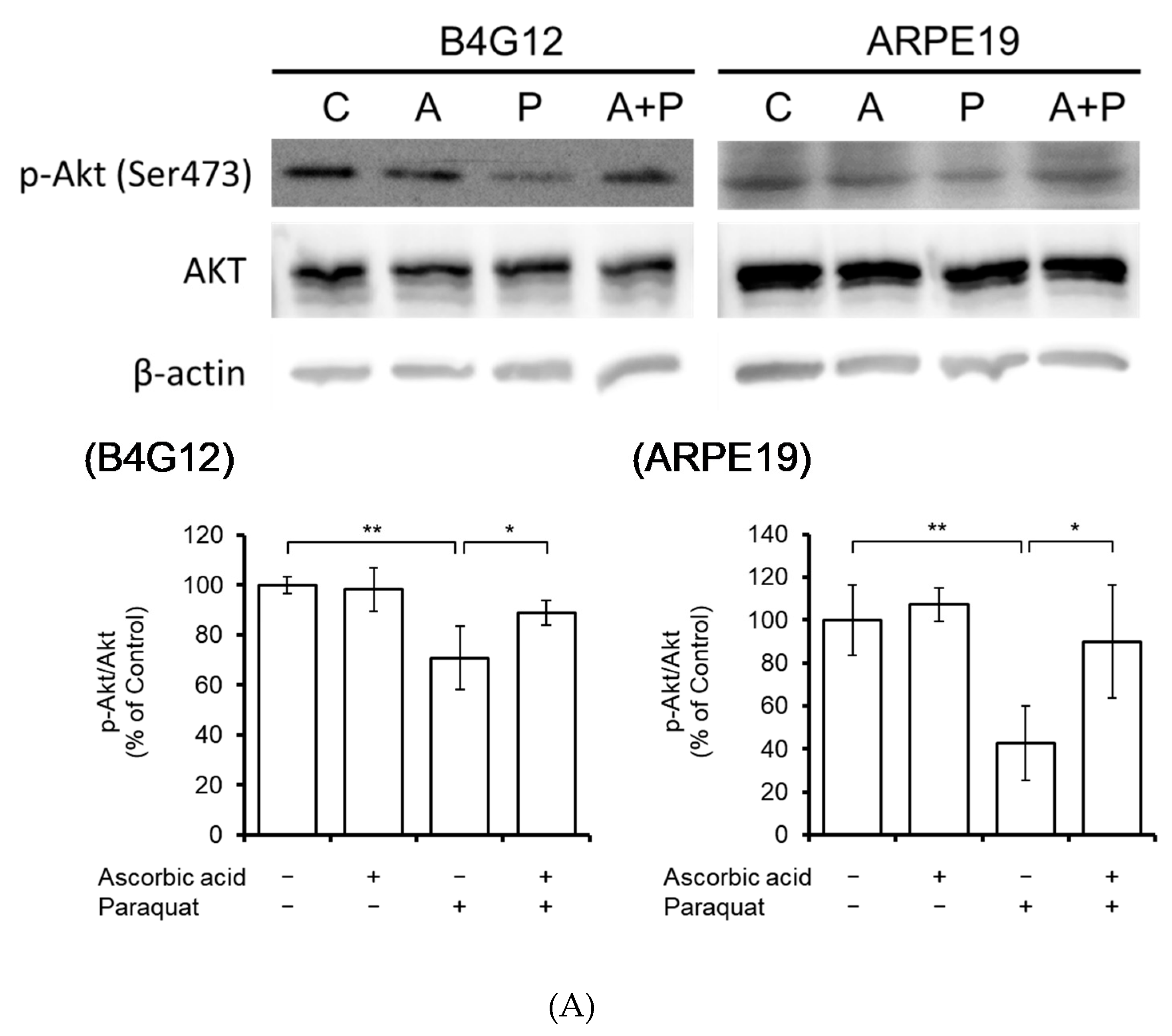 Cells 09 00943 g004a