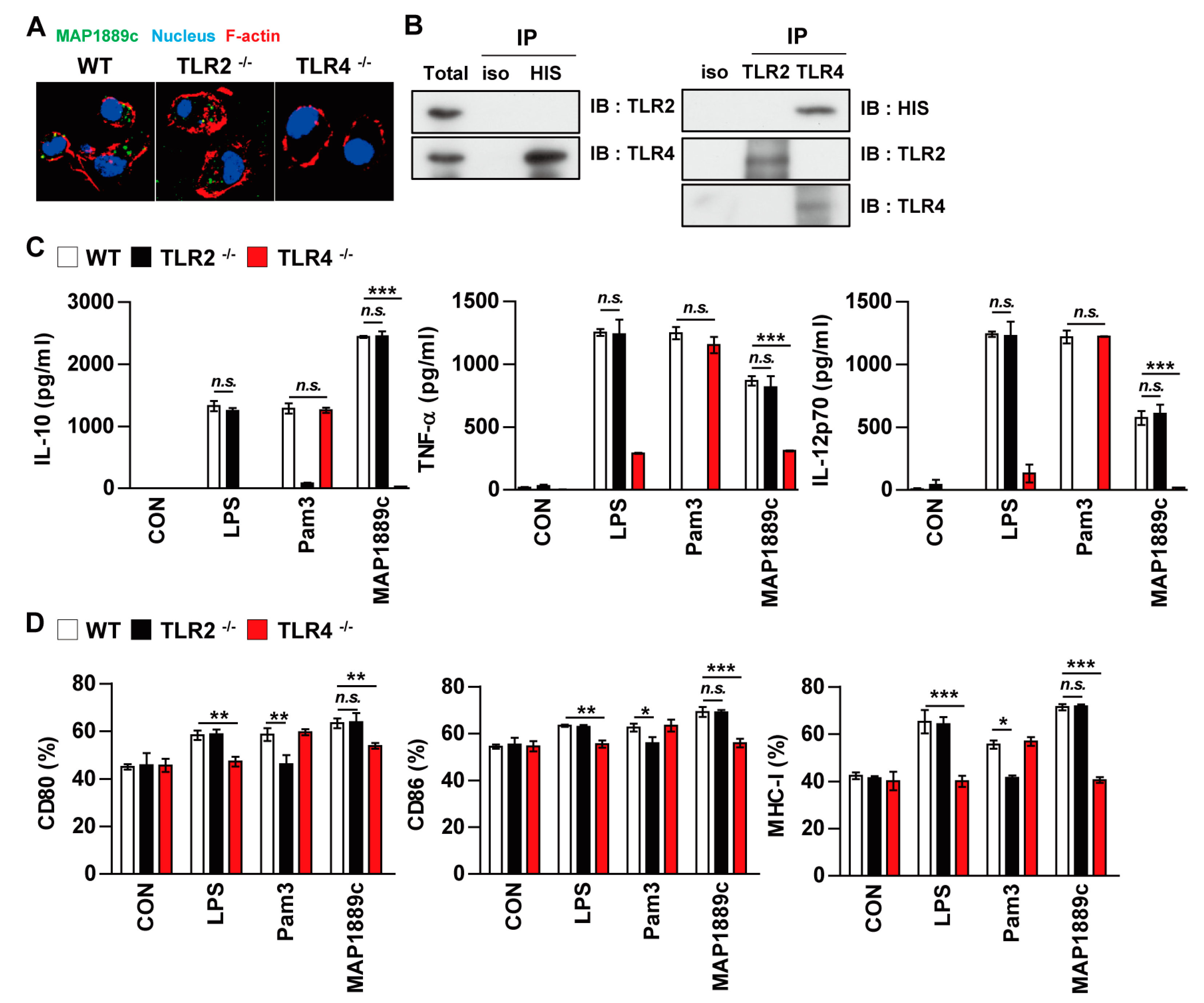 Cells 09 00944 g004