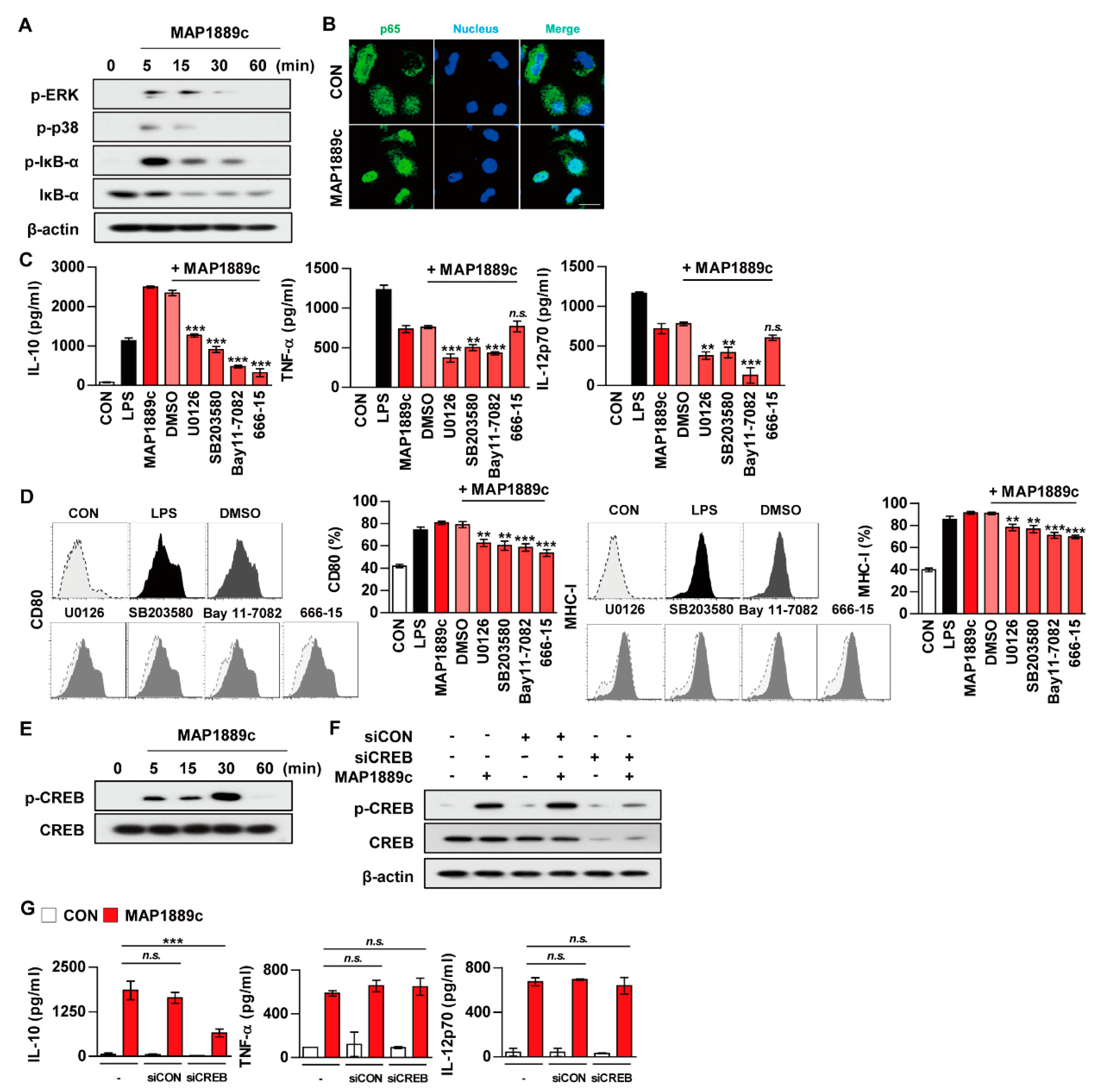 Cells 09 00944 g005