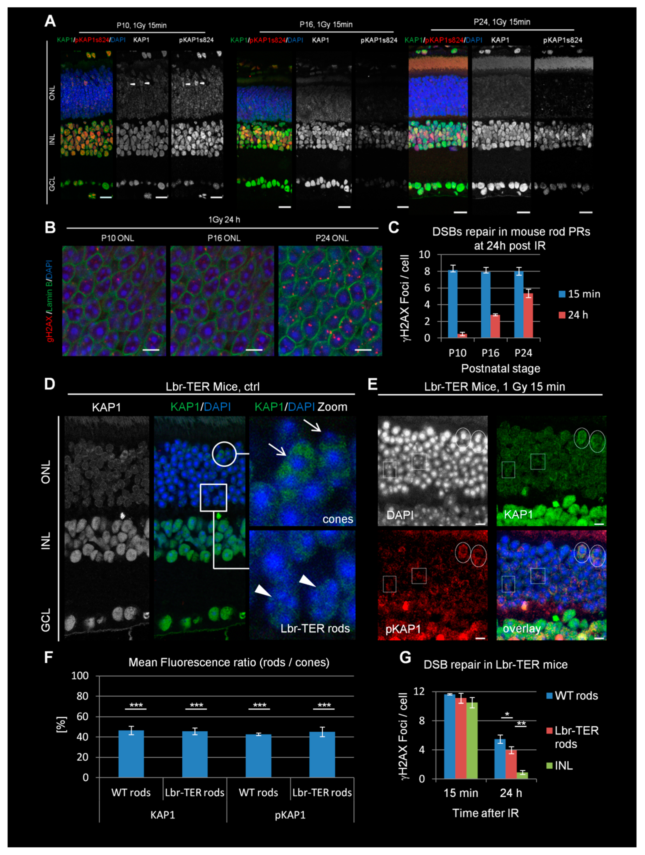 Cells 09 00947 g001 Cells 09 00947 g001