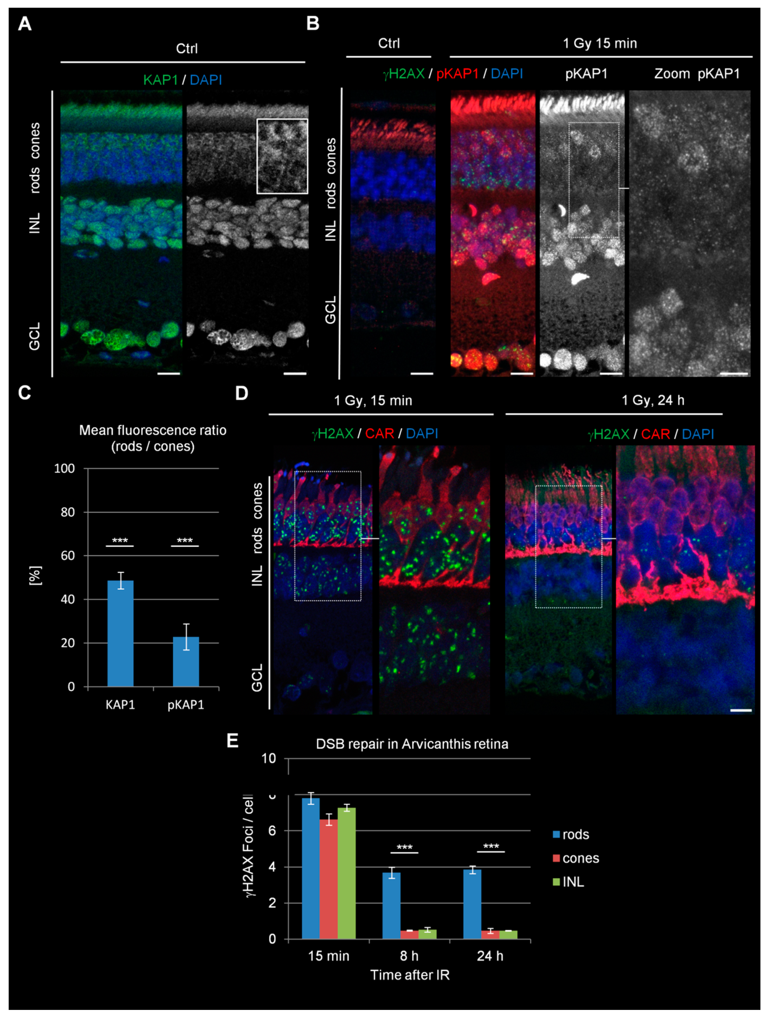 Cells 09 00947 g002 Cells 09 00947 g002