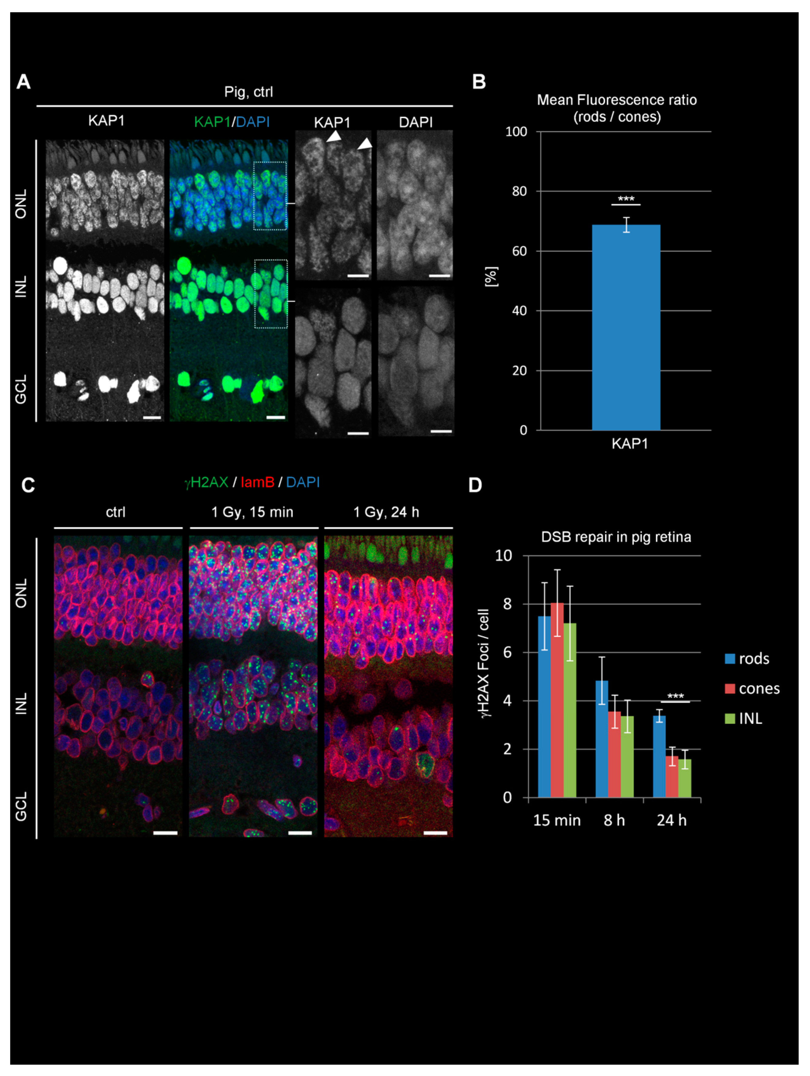 Cells 09 00947 g003 Cells 09 00947 g003