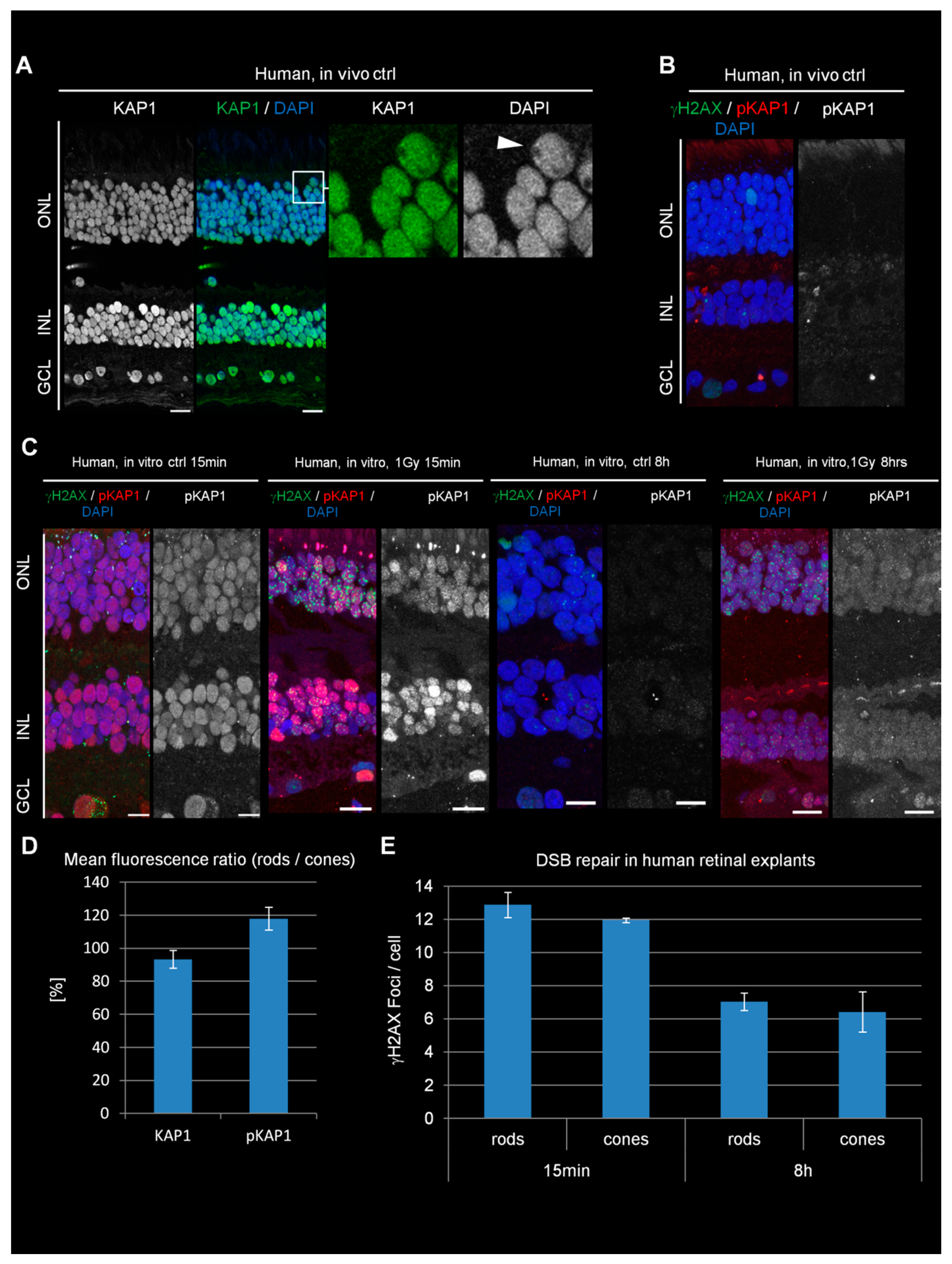 Cells 09 00947 g004 Cells 09 00947 g004