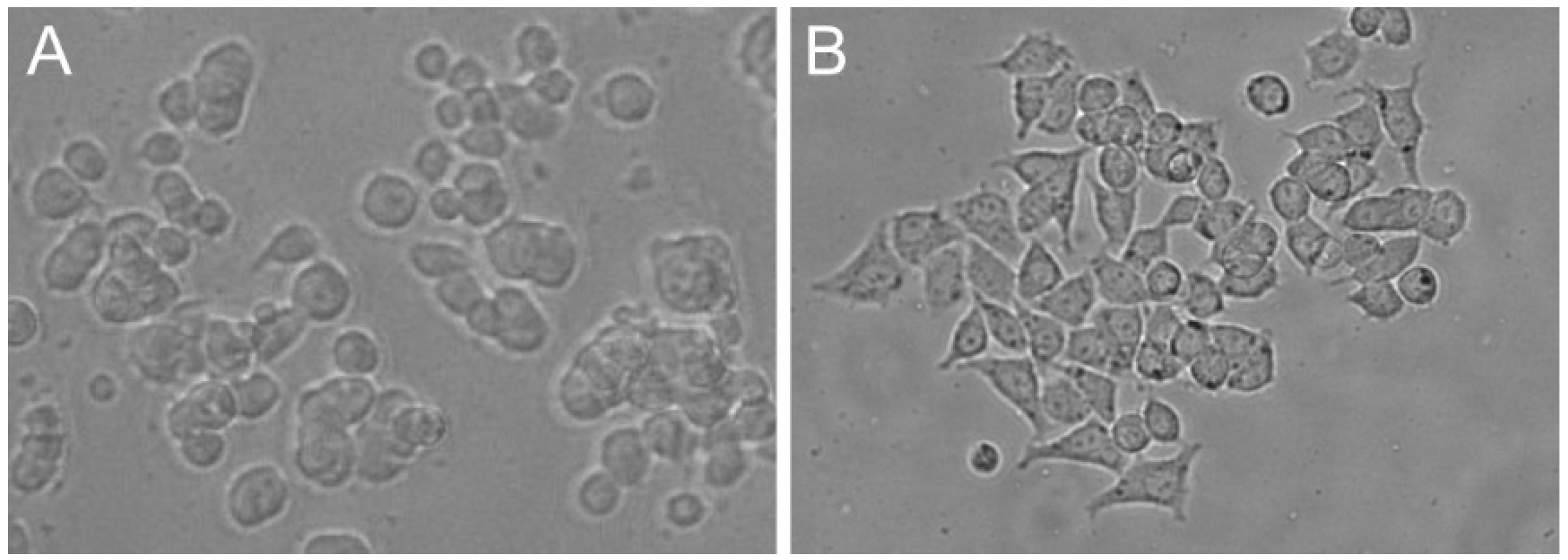 Cells 09 00958 g001