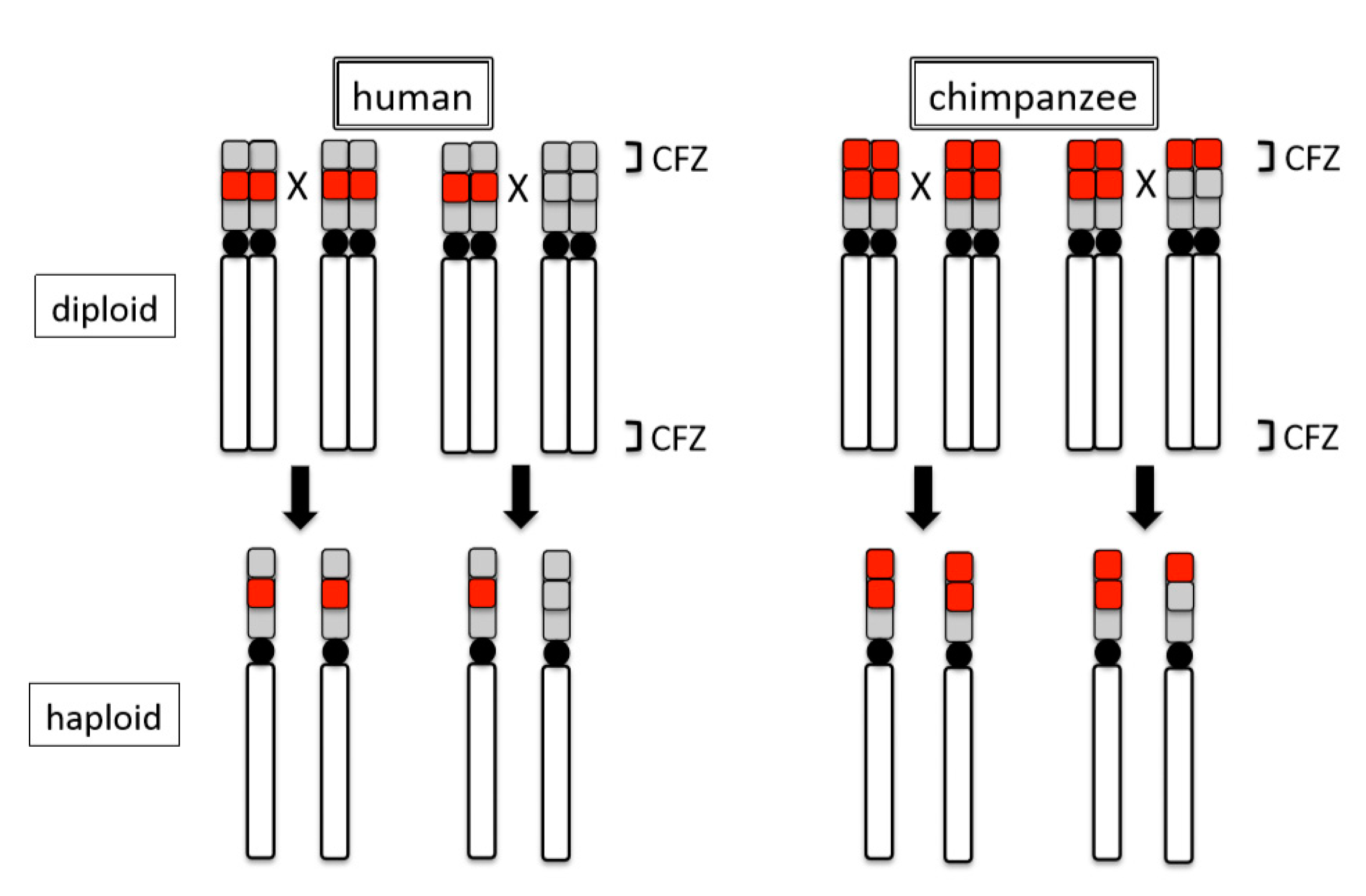 Cells 09 00971 g004 Cells 09 00971 g004
