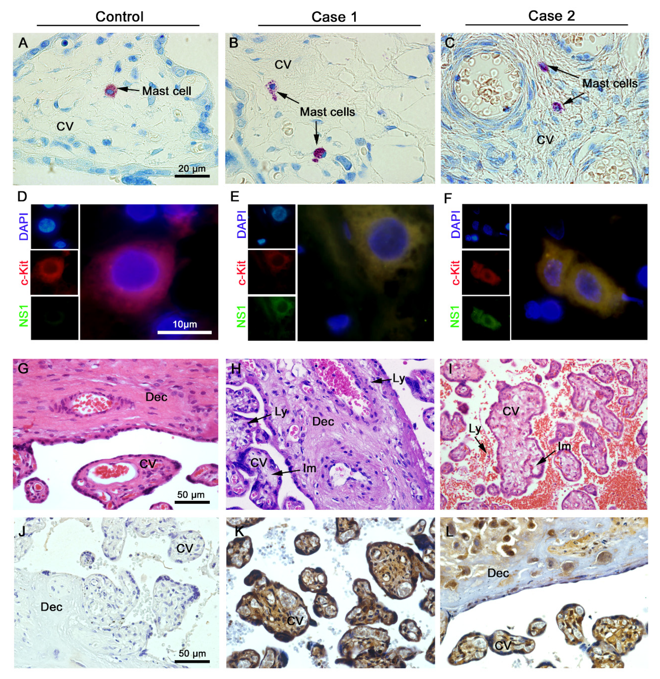 Cells 09 00975 g001 Cells 09 00975 g001