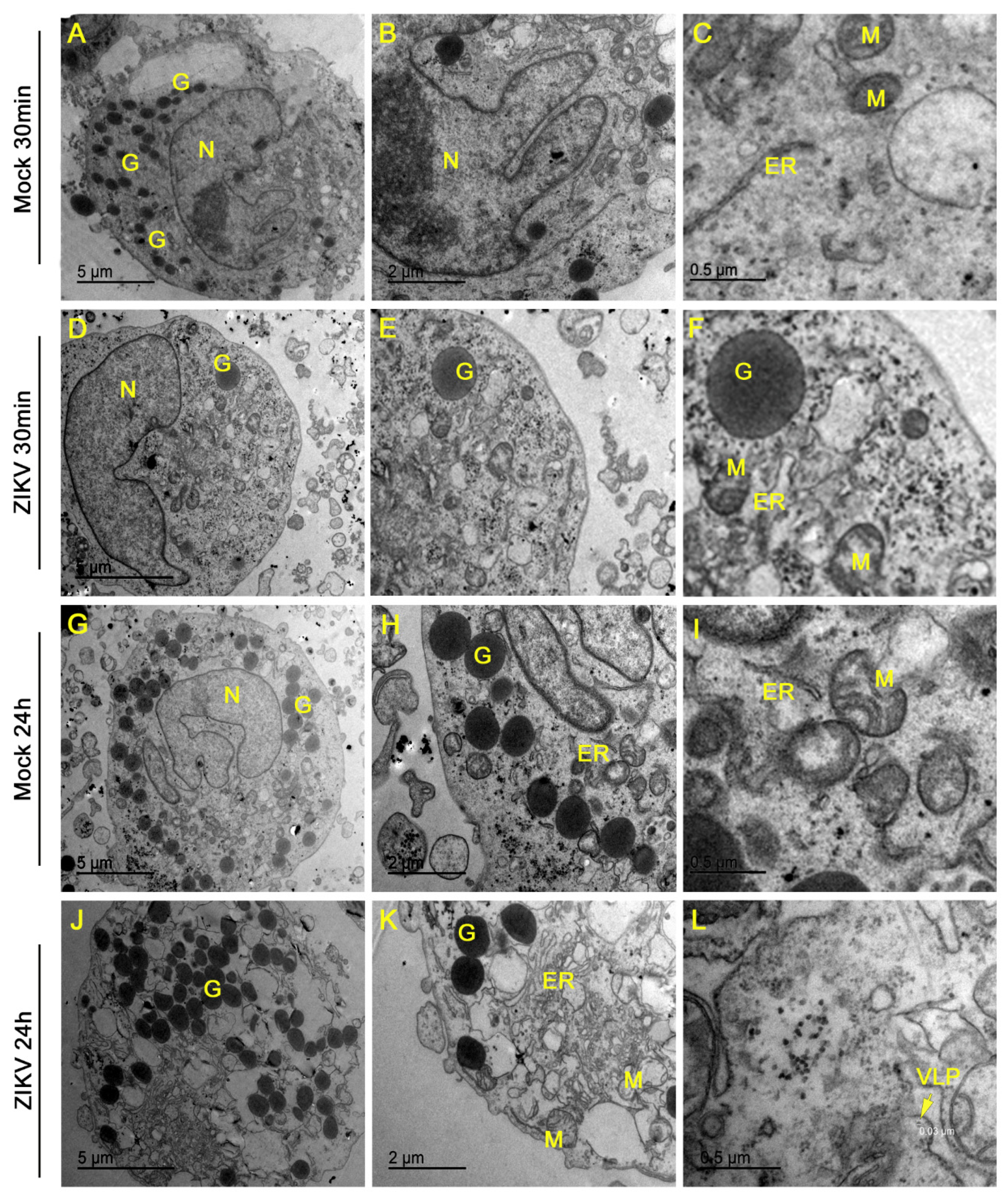 Cells 09 00975 g005 Cells 09 00975 g005