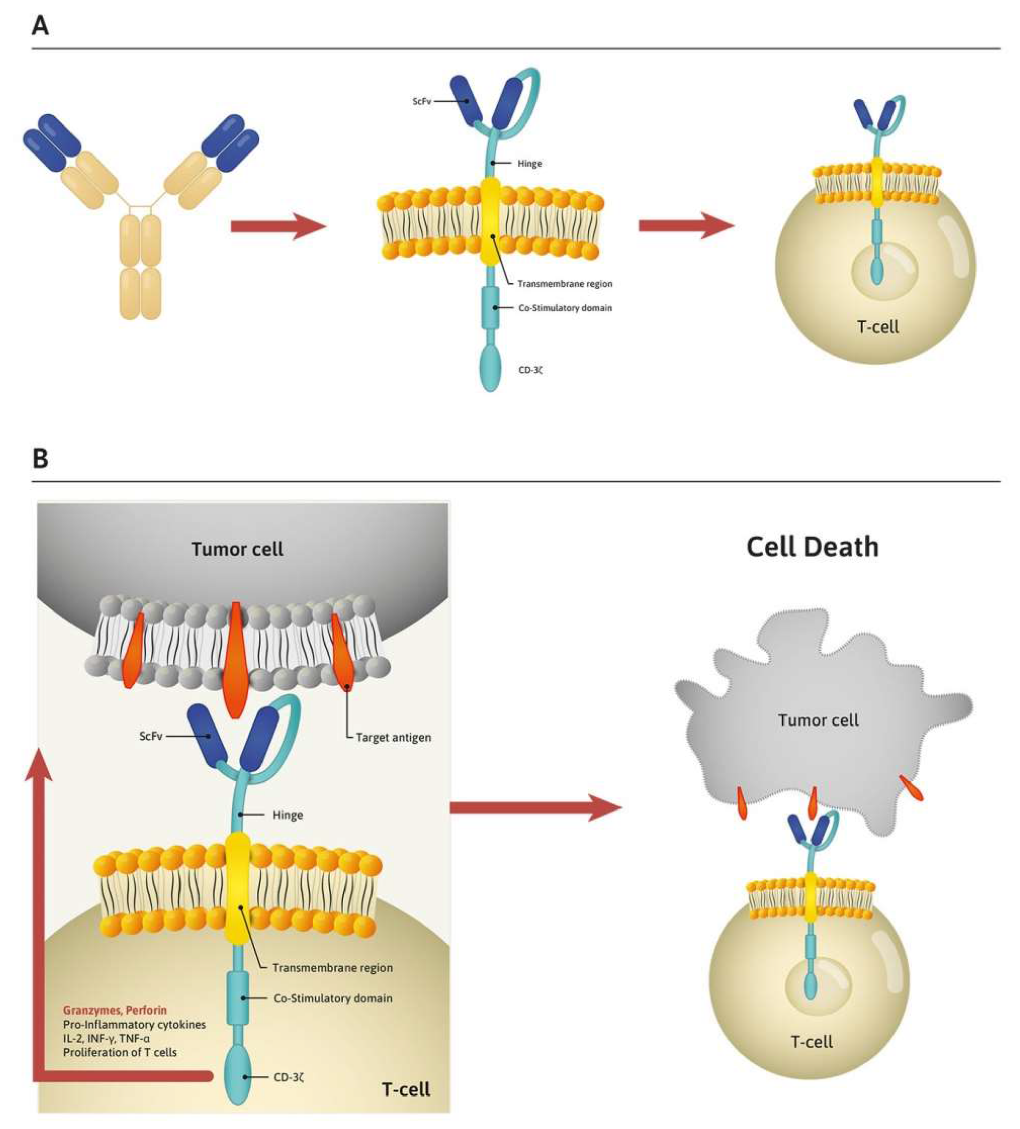Cells 09 00983 g001 Cells 09 00983 g001