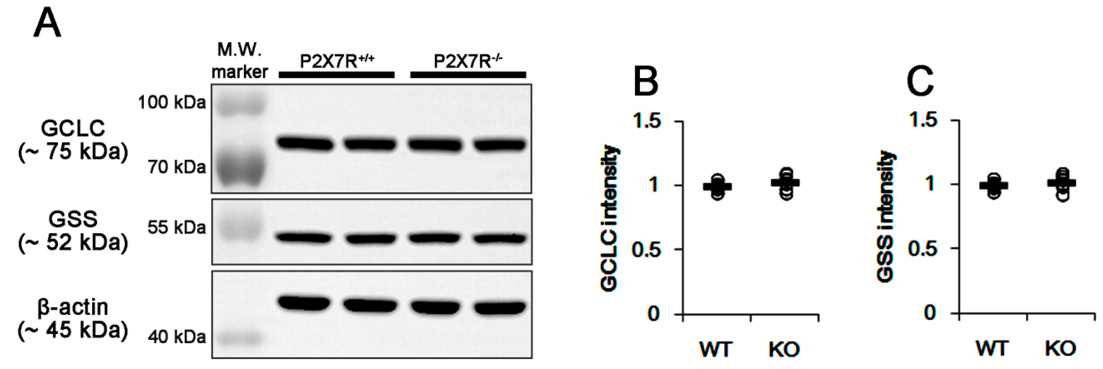 Cells 09 00995 g003 Cells 09 00995 g003