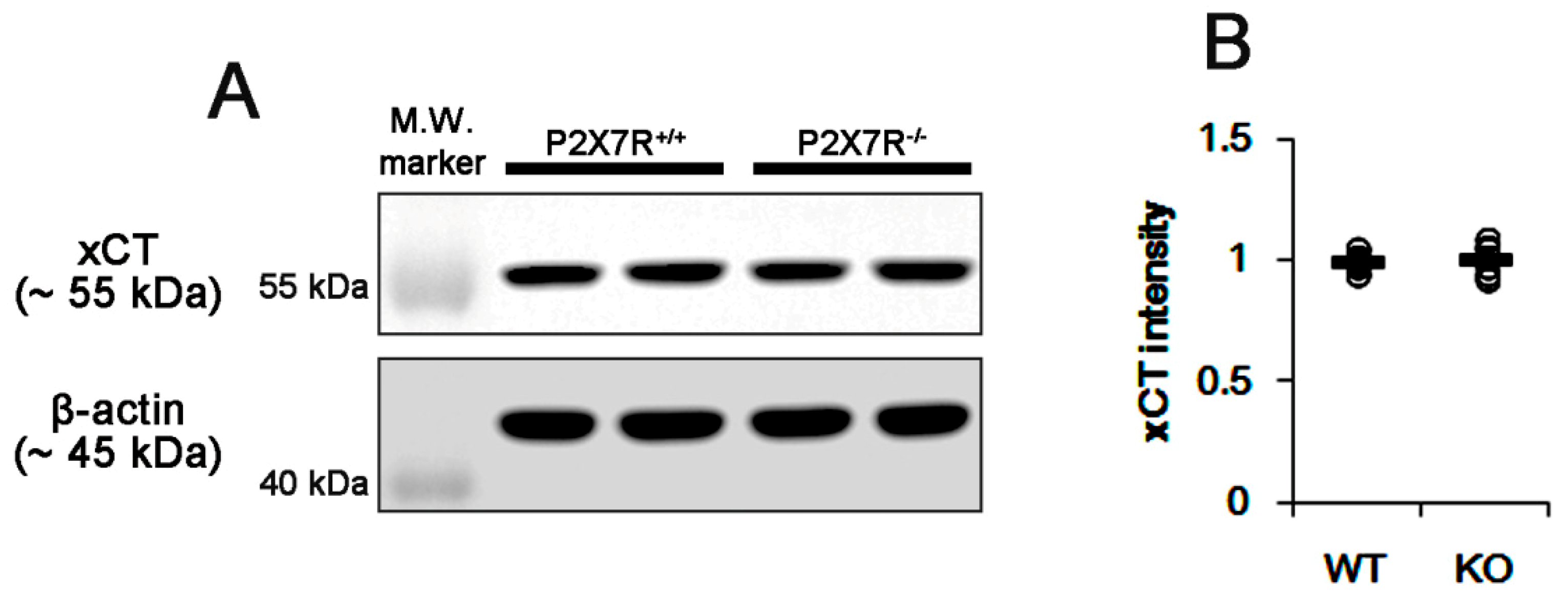 Cells 09 00995 g004 Cells 09 00995 g004