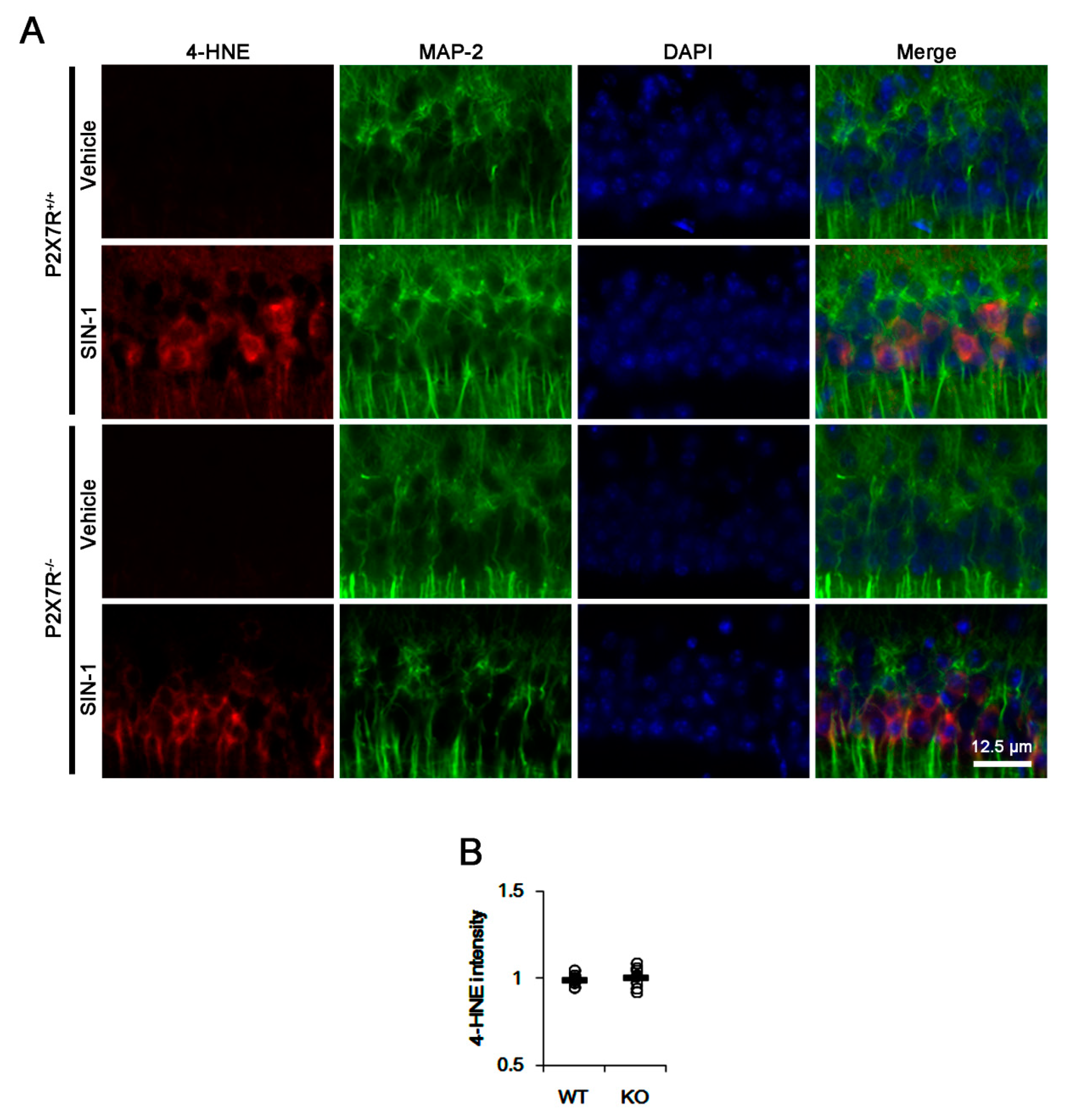 Cells 09 00995 g005 Cells 09 00995 g005
