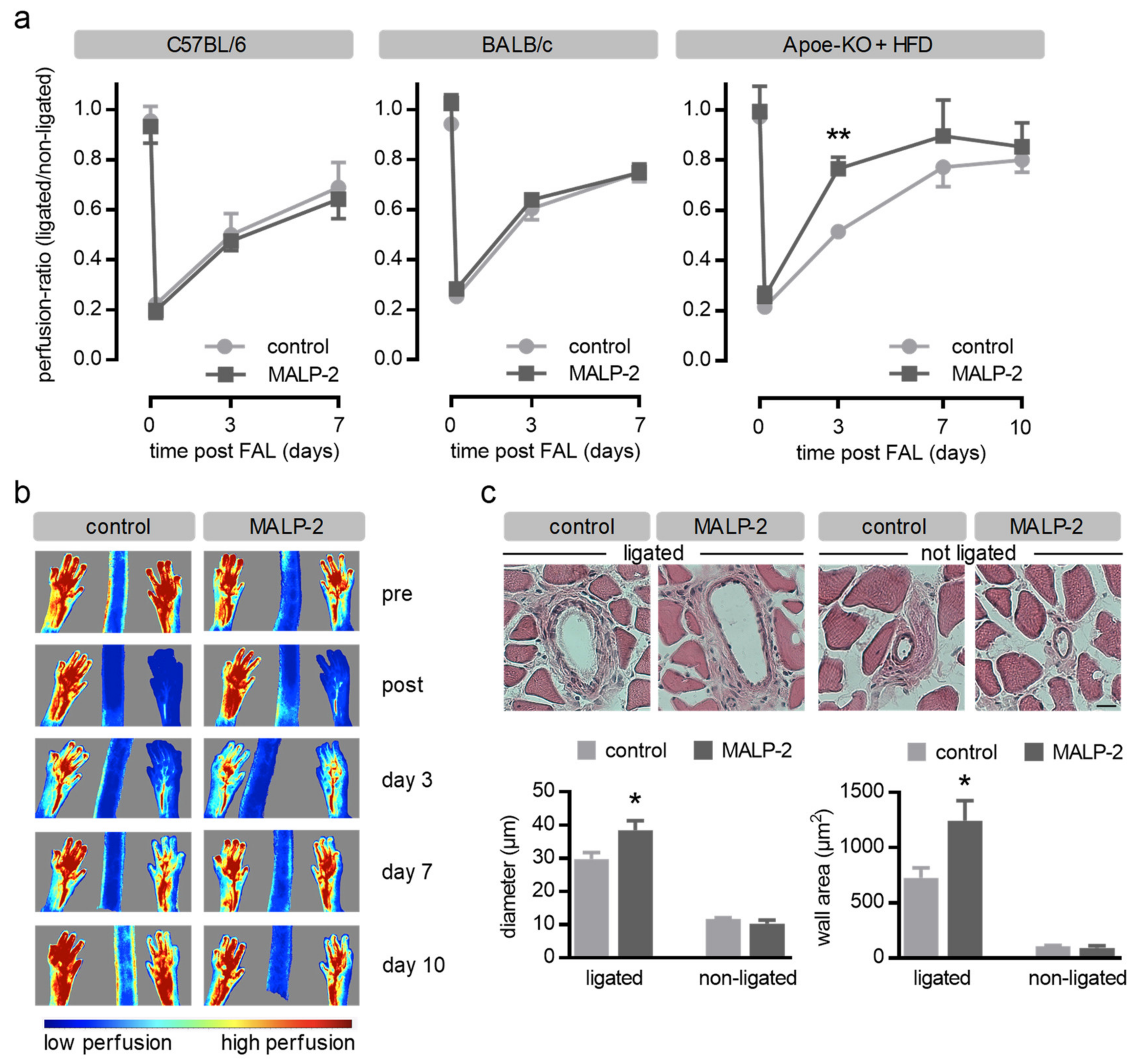 Cells 09 00997 g001
