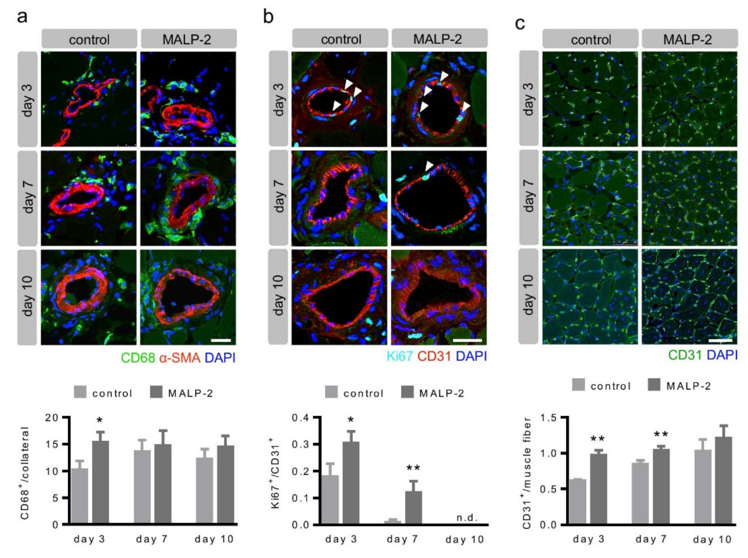 Cells 09 00997 g002