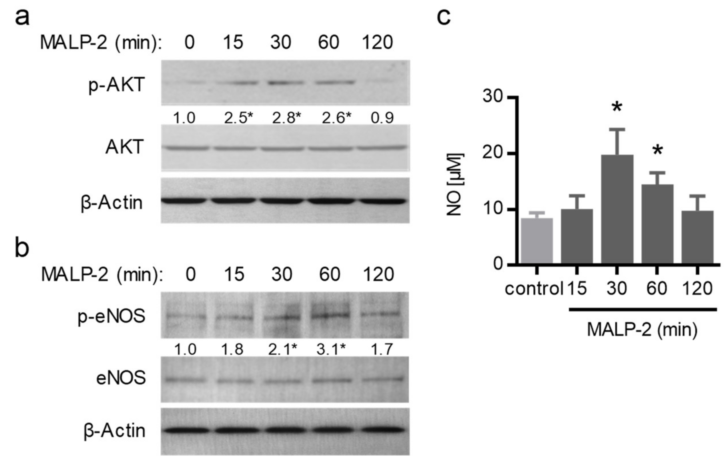 Cells 09 00997 g005